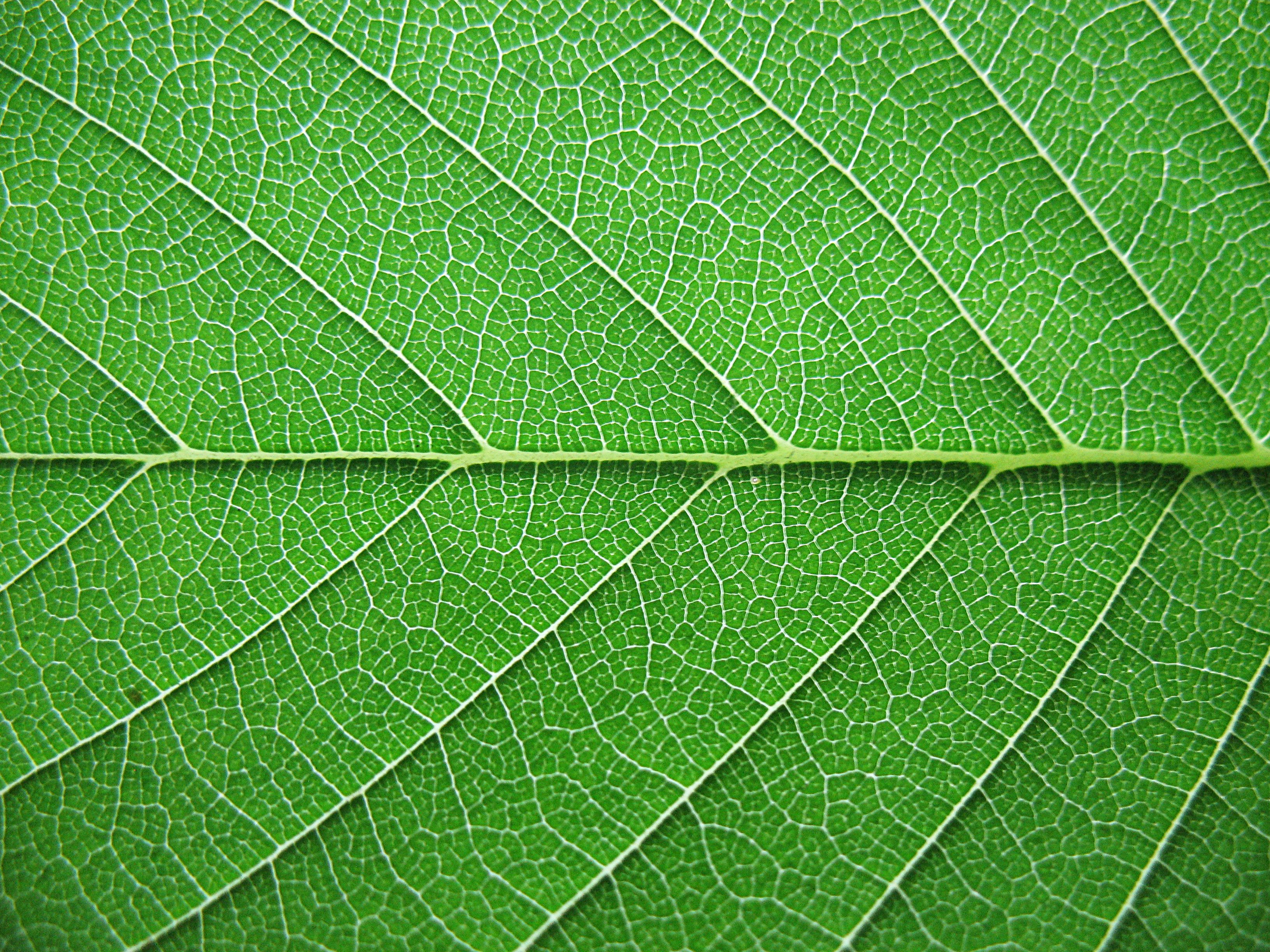 Free photo: Leaves Texture - Abstract, Dry, Leaves - Free Download - Jooinn