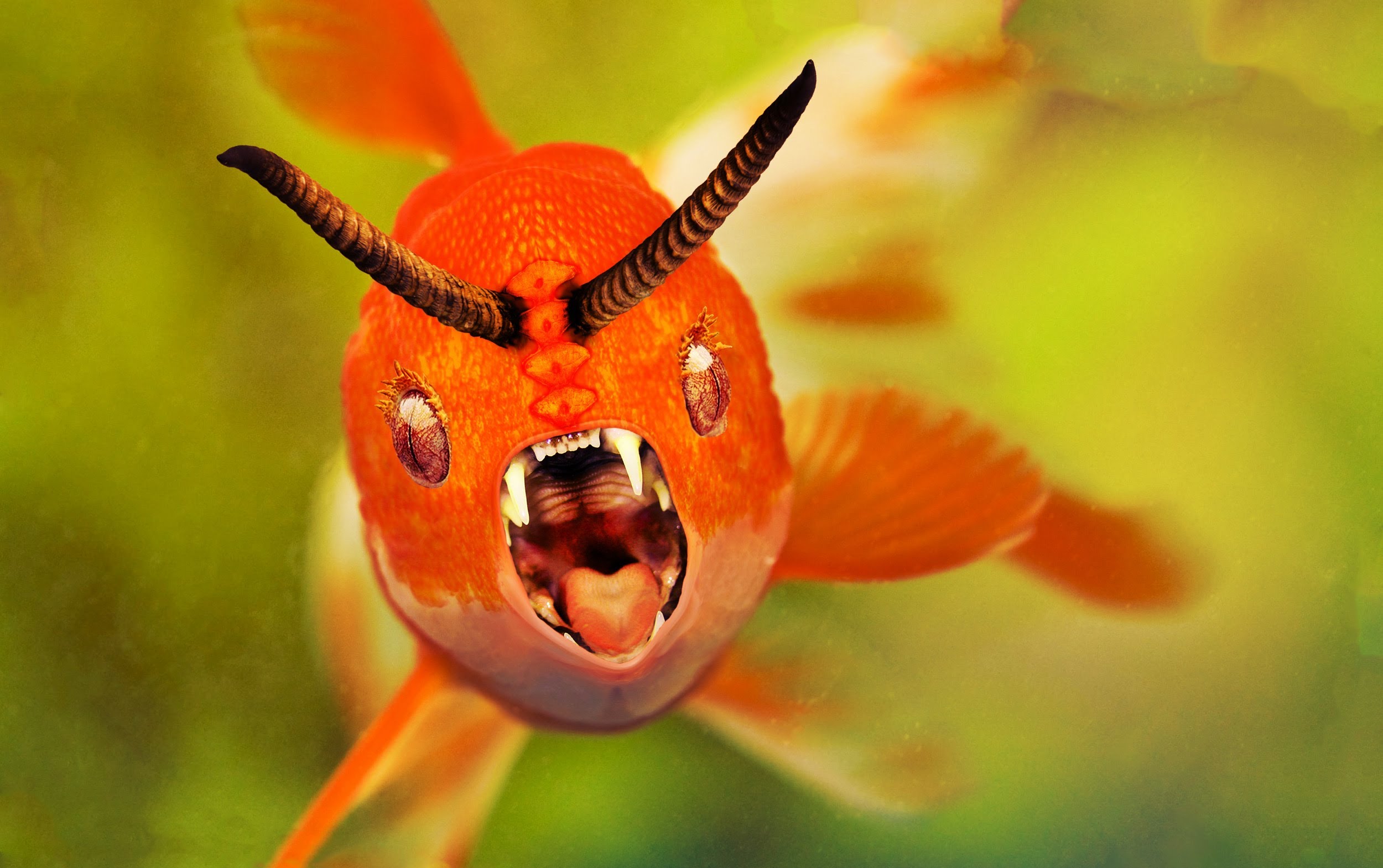 Devil fish photo