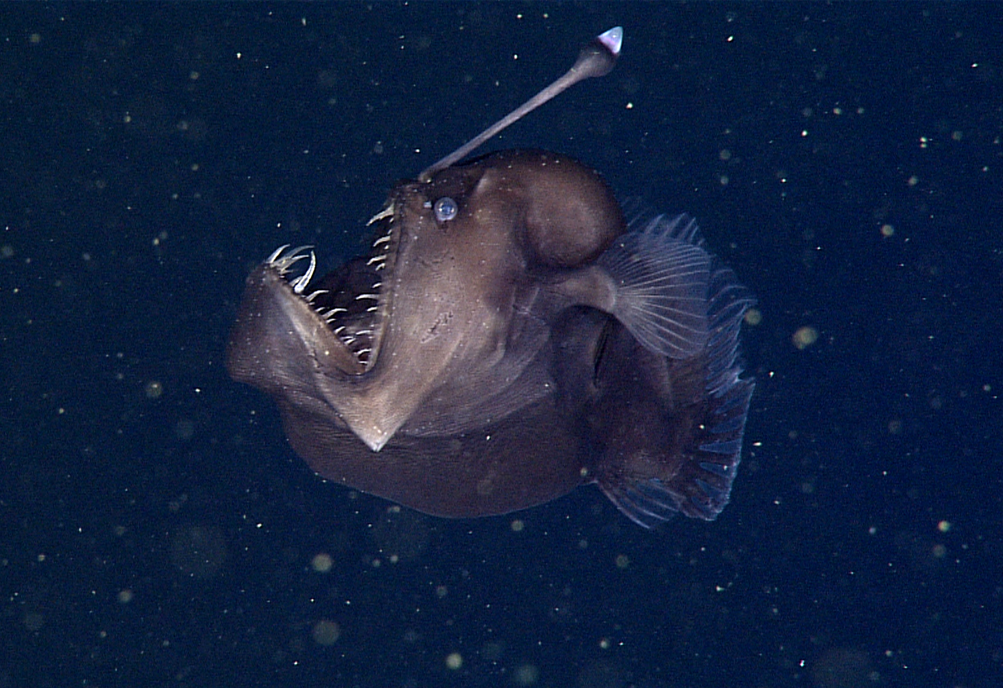 Rare Black Sea Devil Caught on Film for the First Time