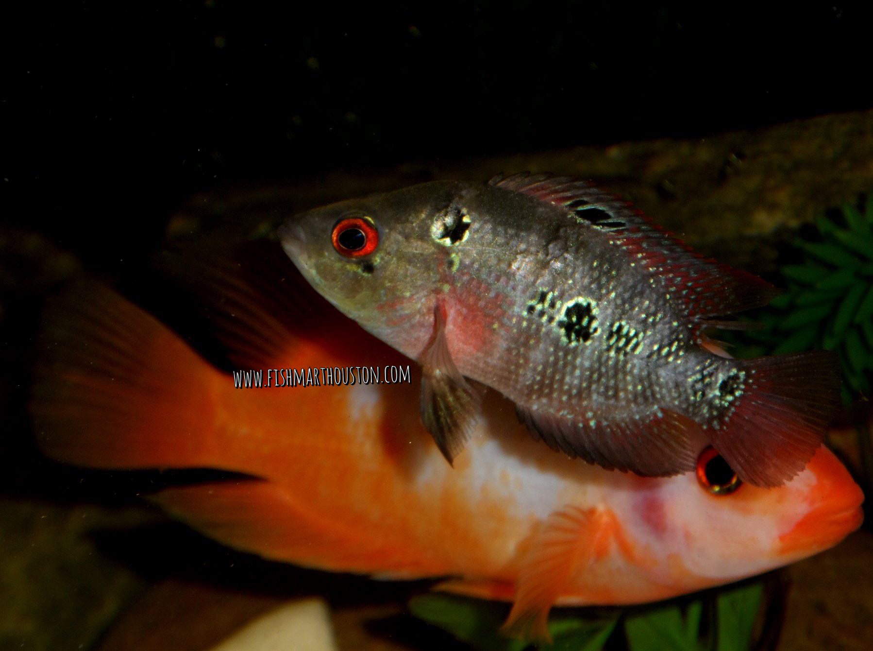 Flowerhorn (female) & Red Devil | FreshwaterFish | Pinterest