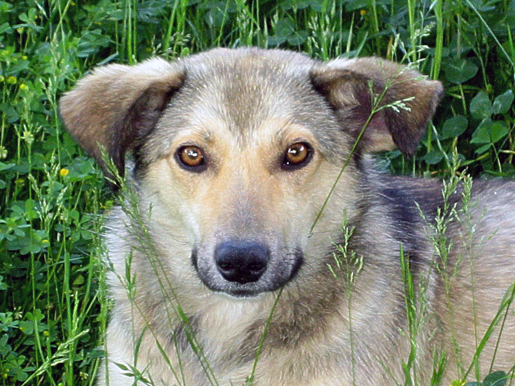 Free photo: Devoted as a dog - Animal, Bspo06, Bulgaria - Free Download ...