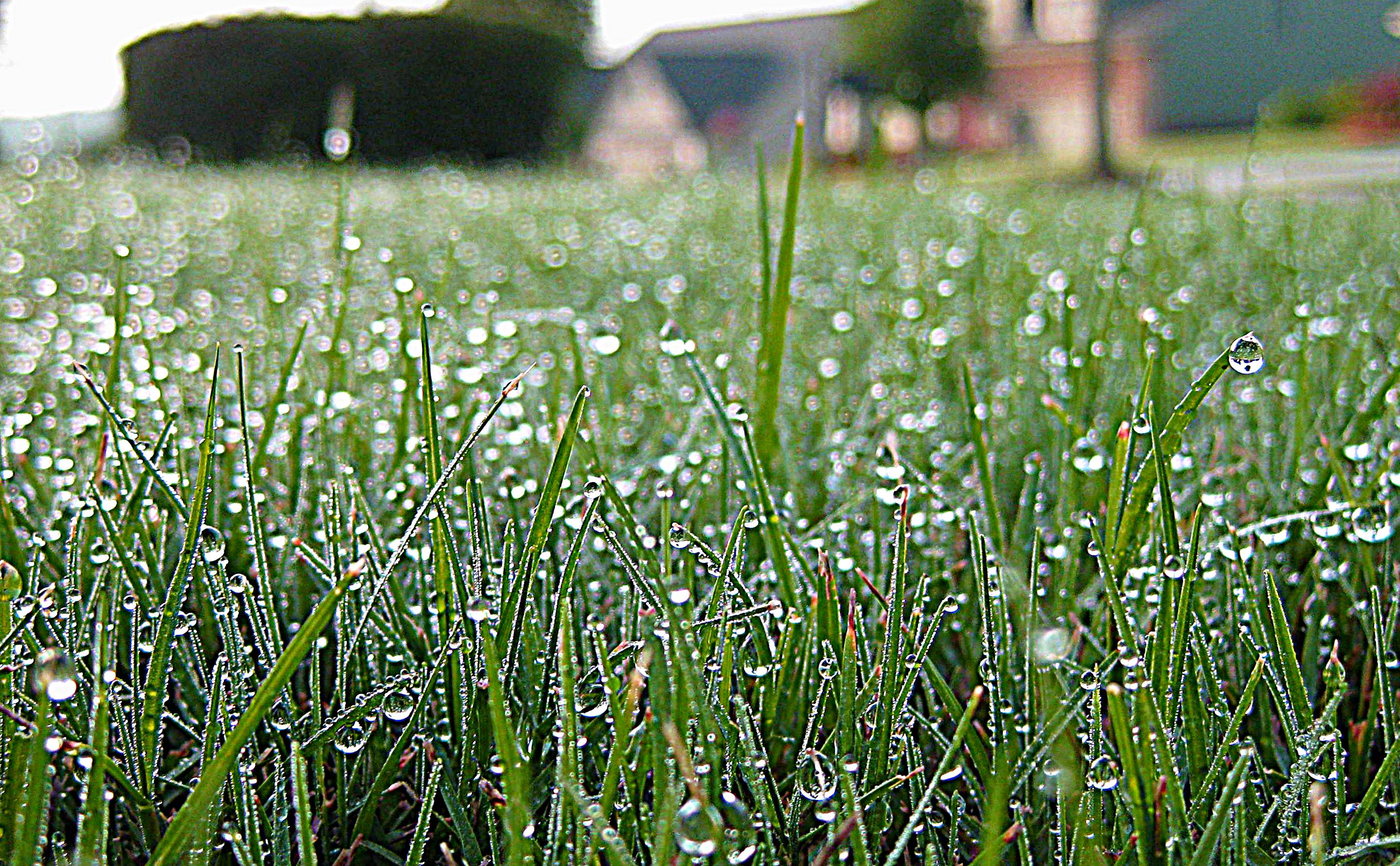 Dew on Grass | Science of Being