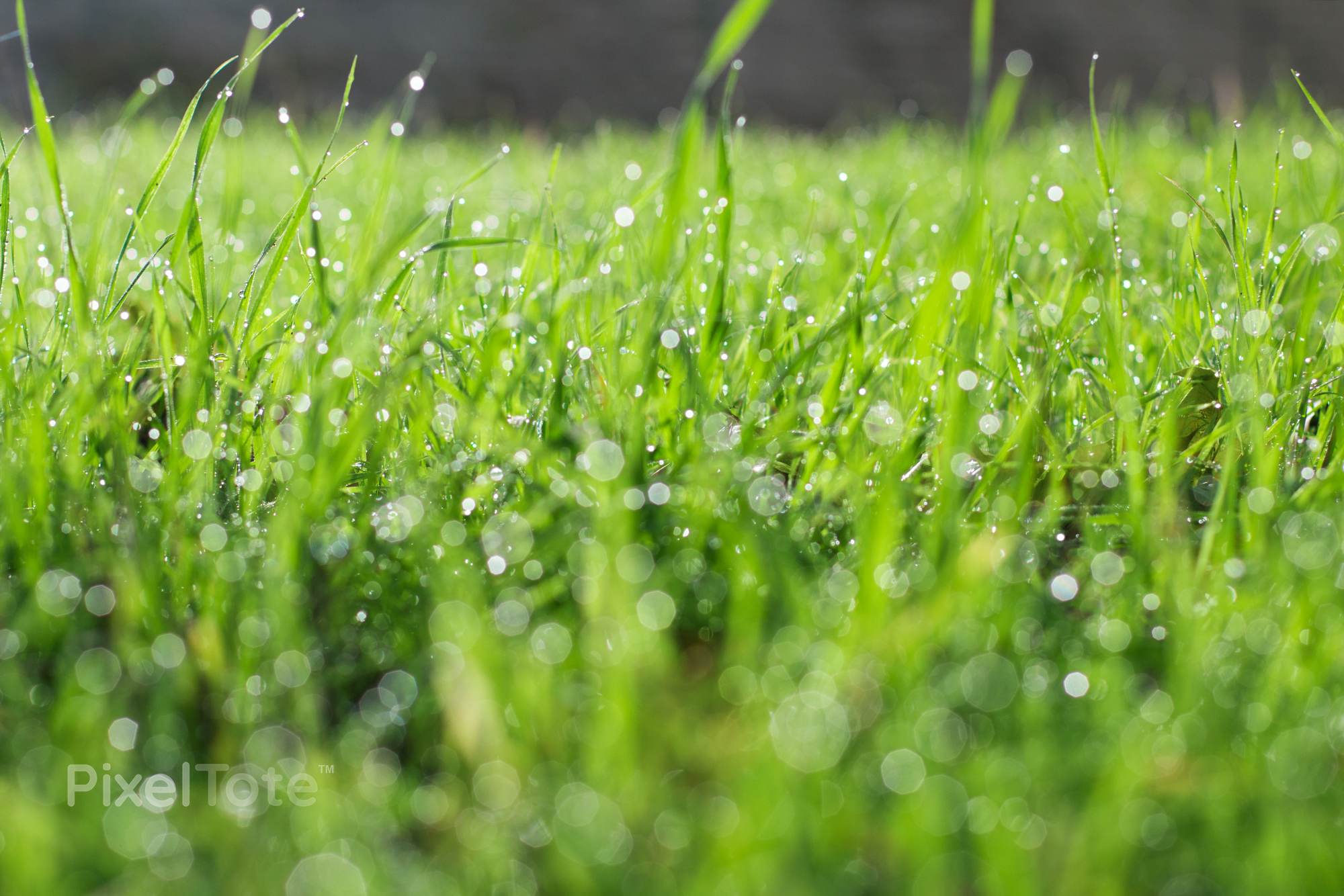 Ground-Level View of a Green Grass with Morning Dew on Its Blades ...
