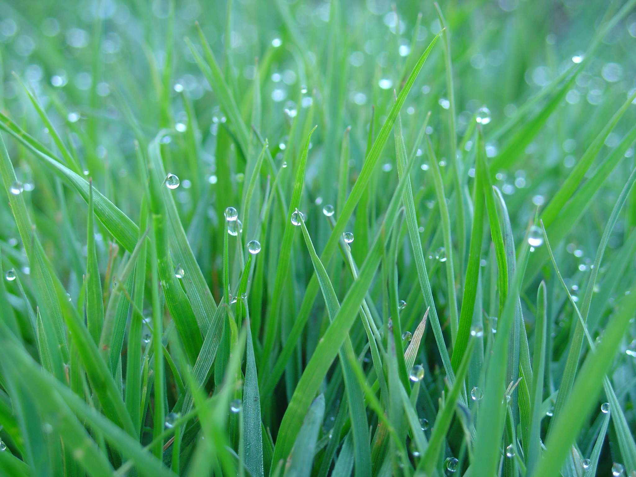Morning Dew by JMarie-Photography on DeviantArt