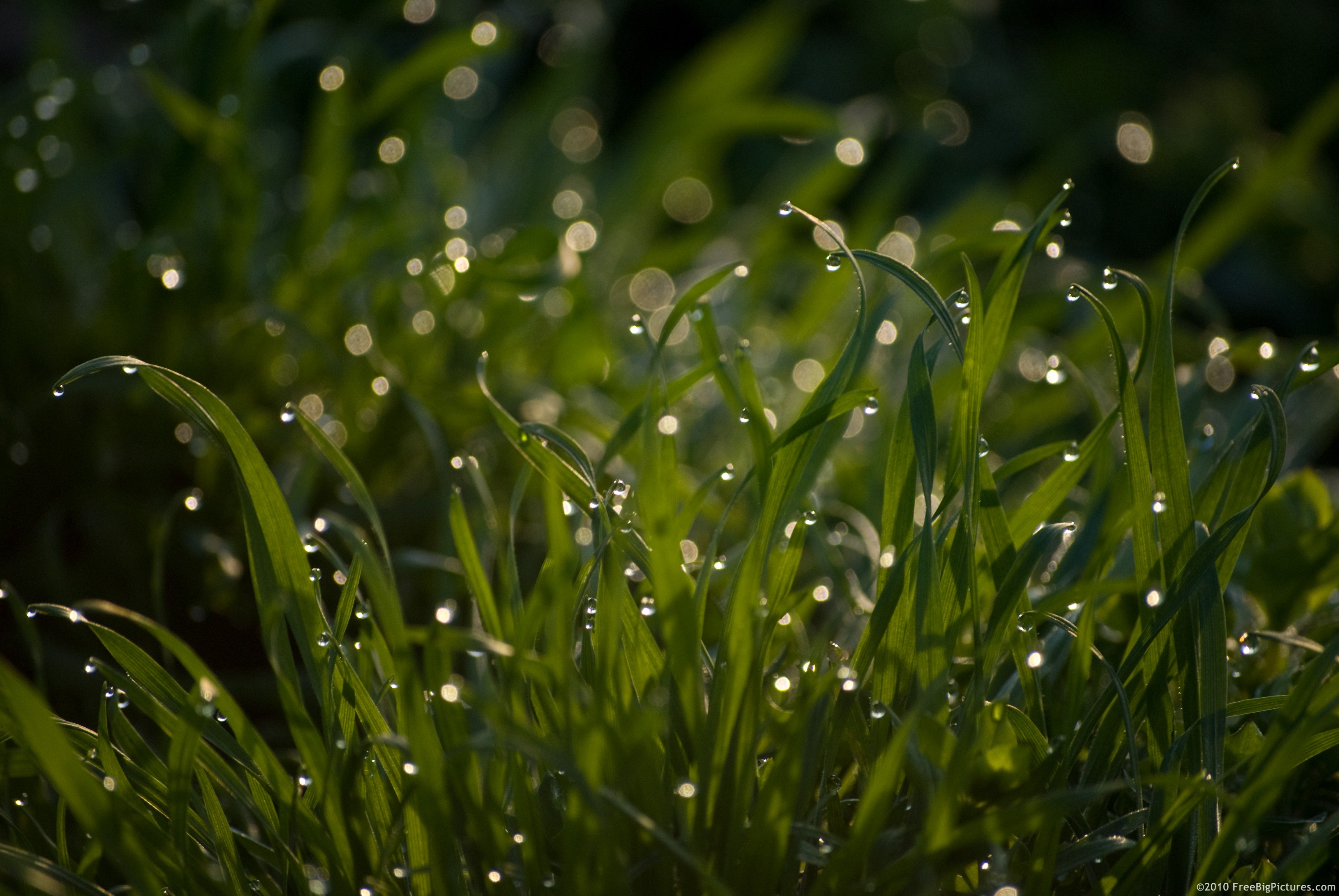 Dew on Grass