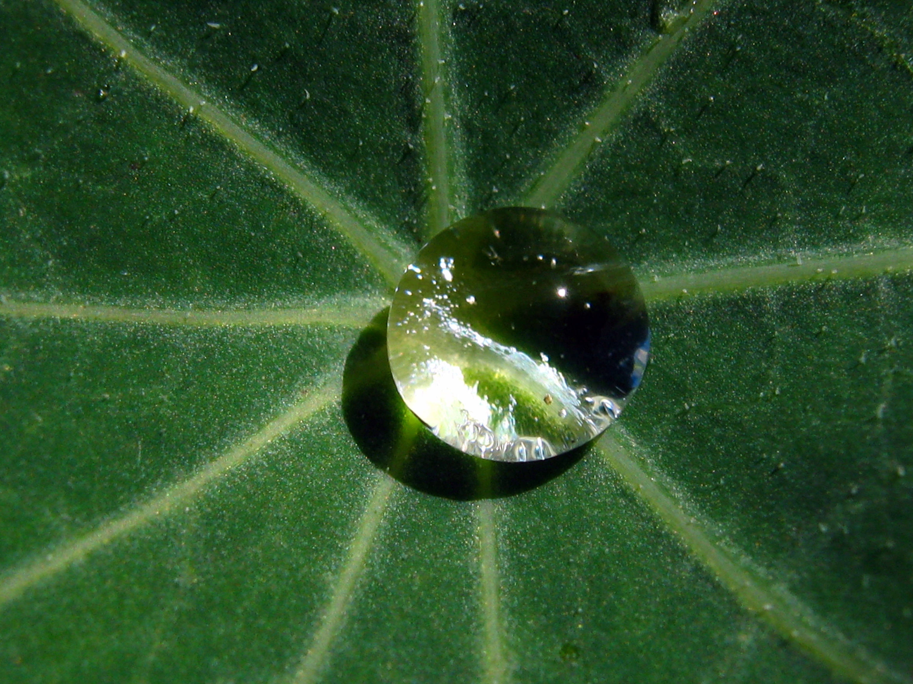 File:Dew on nasturtium leaf.JPG - Wikimedia Commons