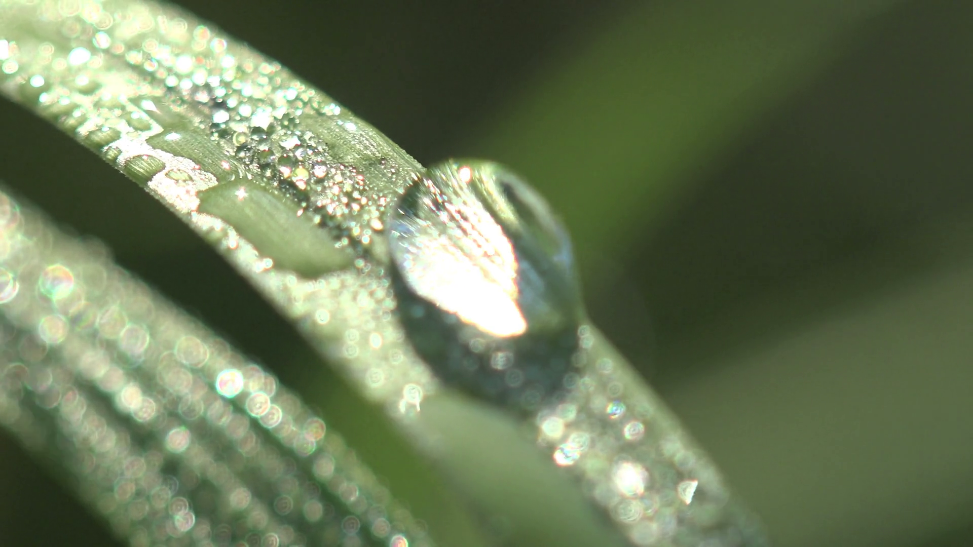 Fantastic Big Dew drop on leaf of green plant in early morning ...