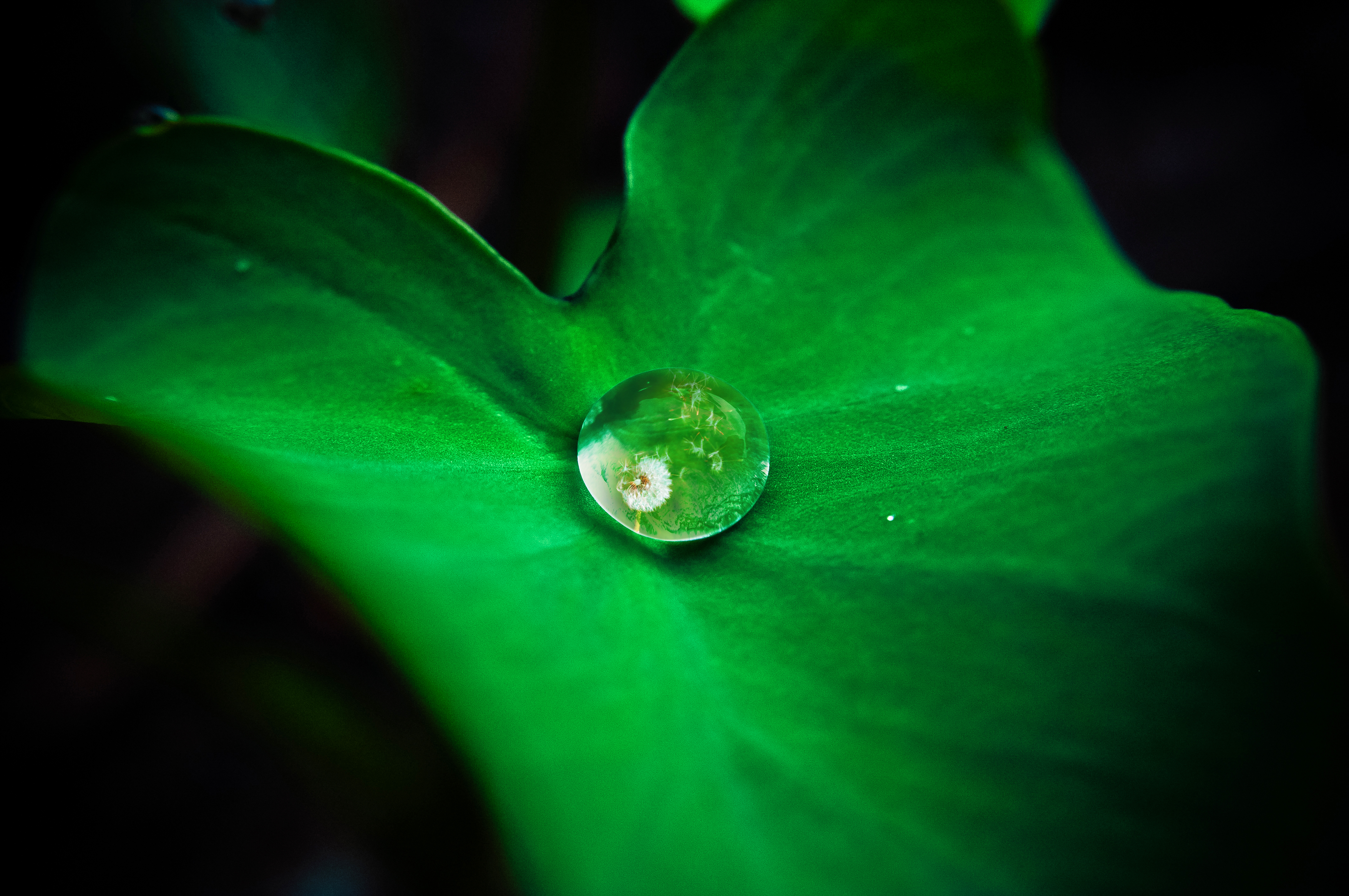 Dew drop in green leaf photo