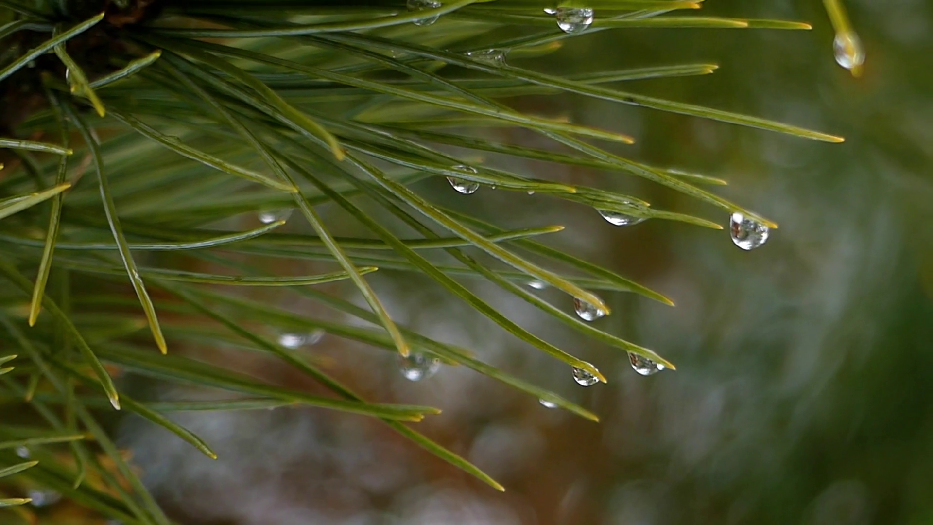 Branches of Spreading Pine Trees Covered With Dew Drops Which ...