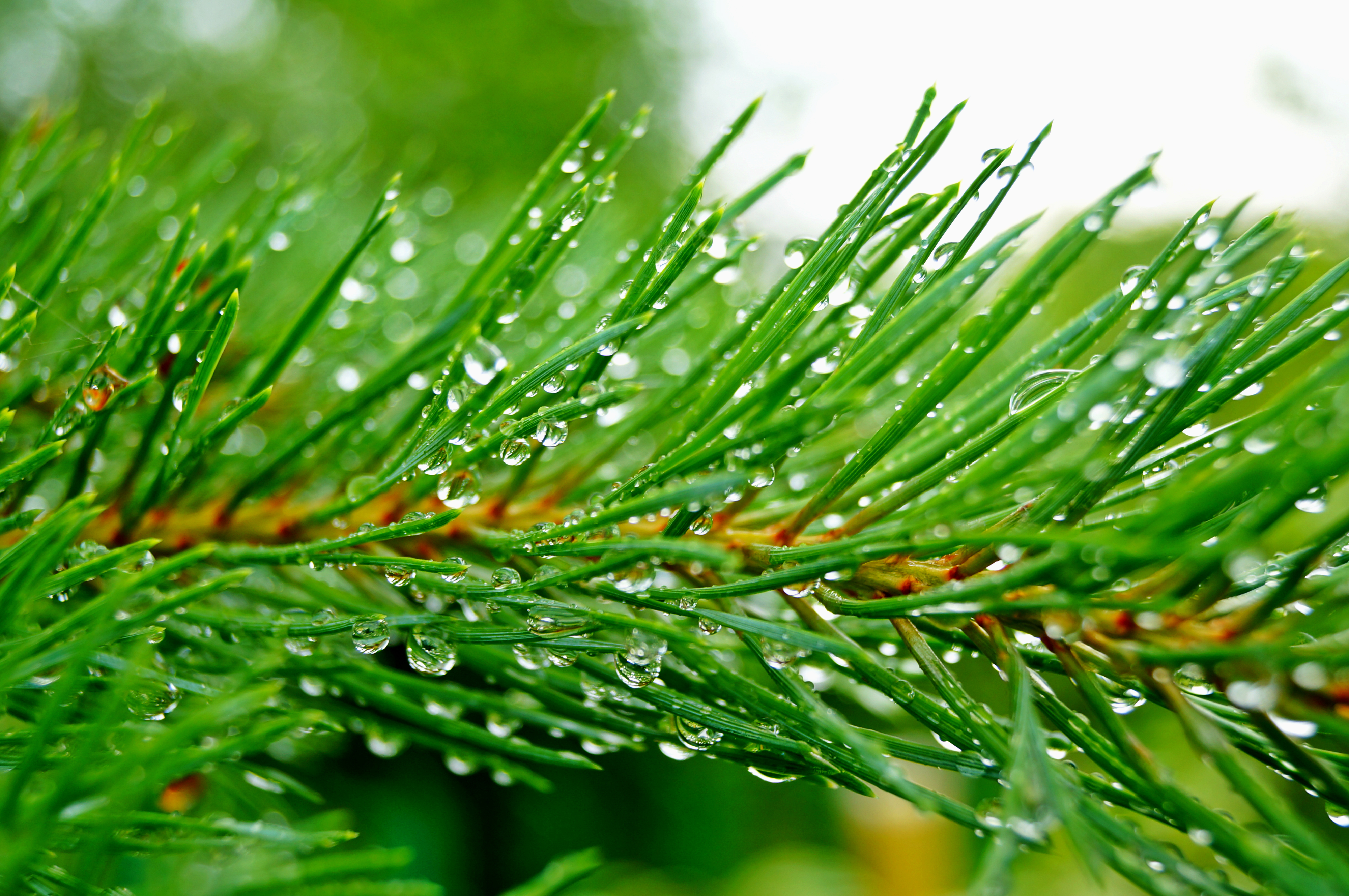 Pine branch needles drops rain green wallpaper | 4000x2658 | 177878 ...