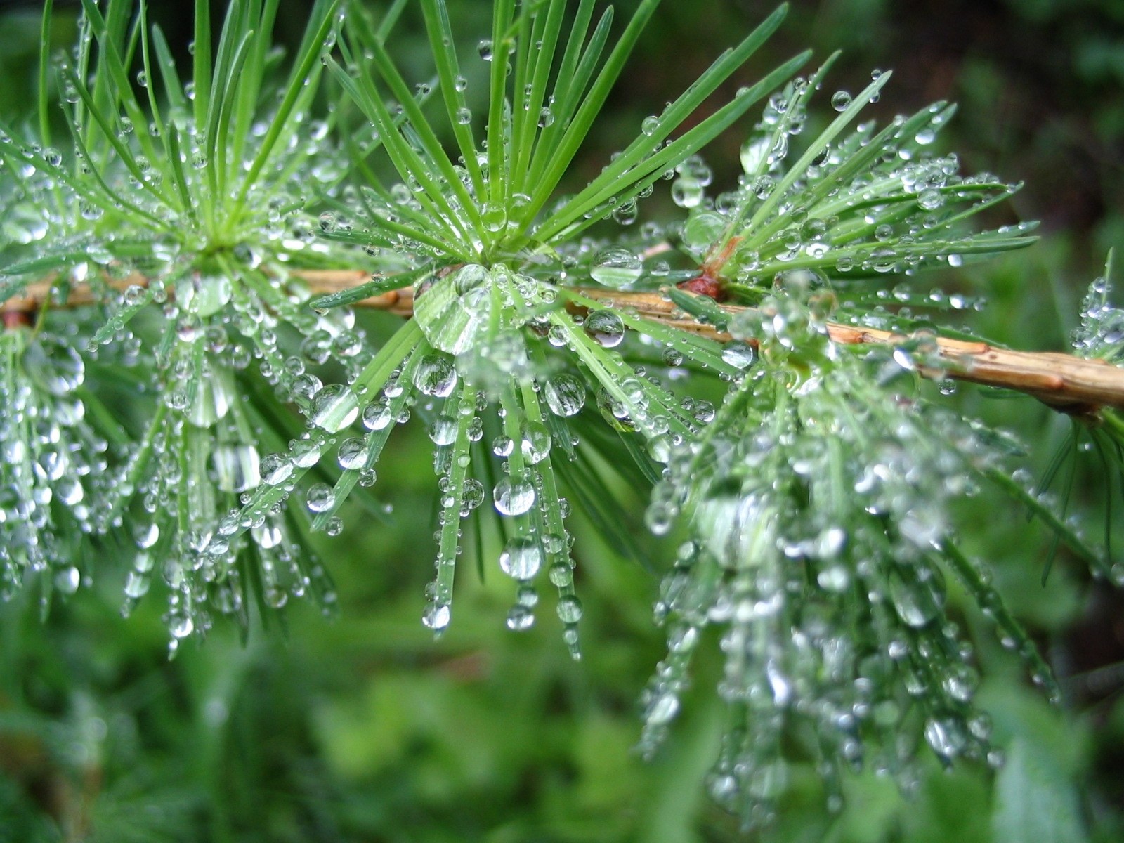Forests: Dewdrops Dew Drops Rain HD Background for HD 16:9 High ...
