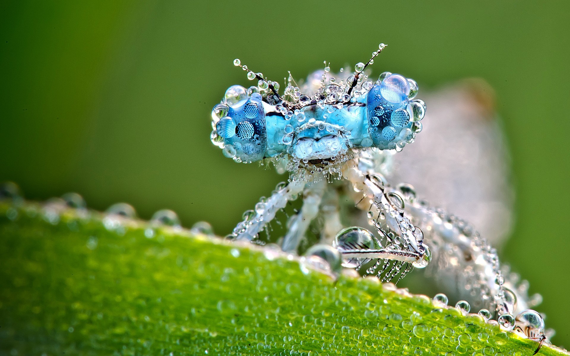 Dragonfly Insect Dew Drops HD Desktop Wallpaper, Instagram photo ...