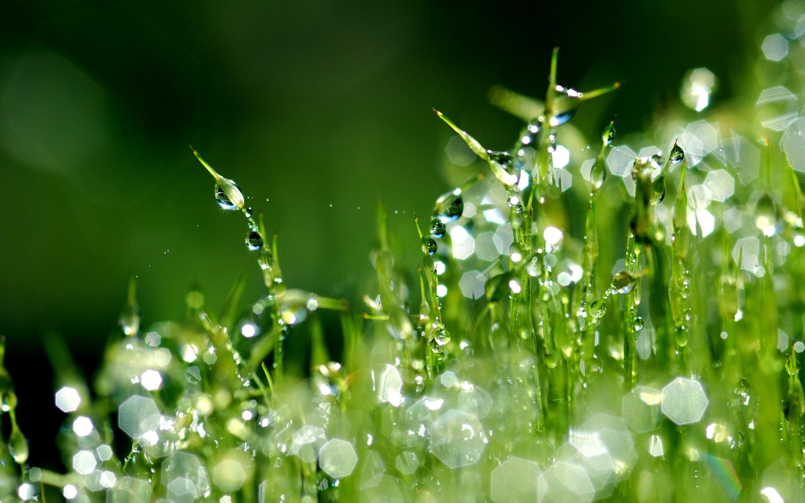 Dew Drops On Grass (id: 18762) – BUZZERG