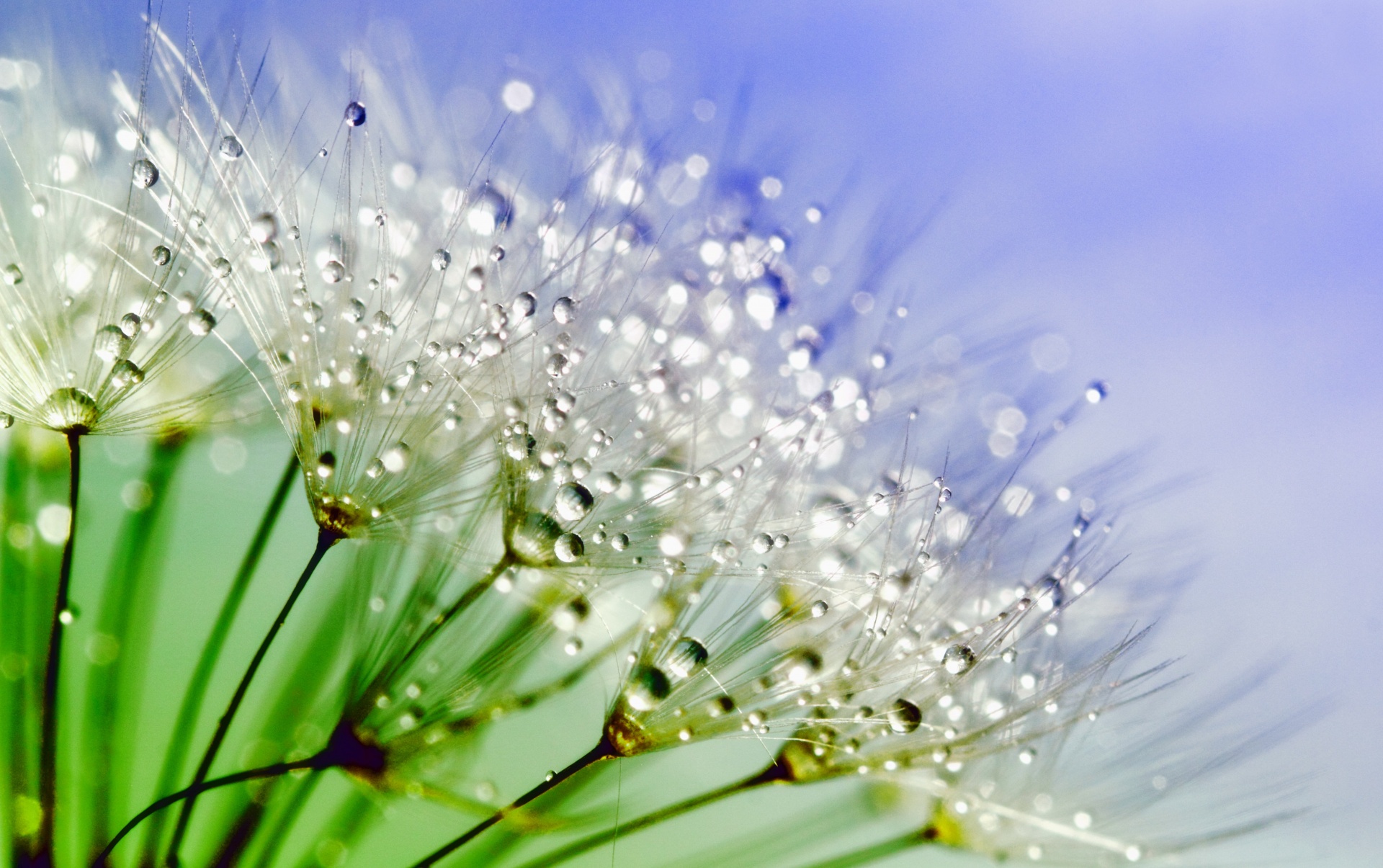 Dandelion Dew Drops Free Stock Photo - Public Domain Pictures