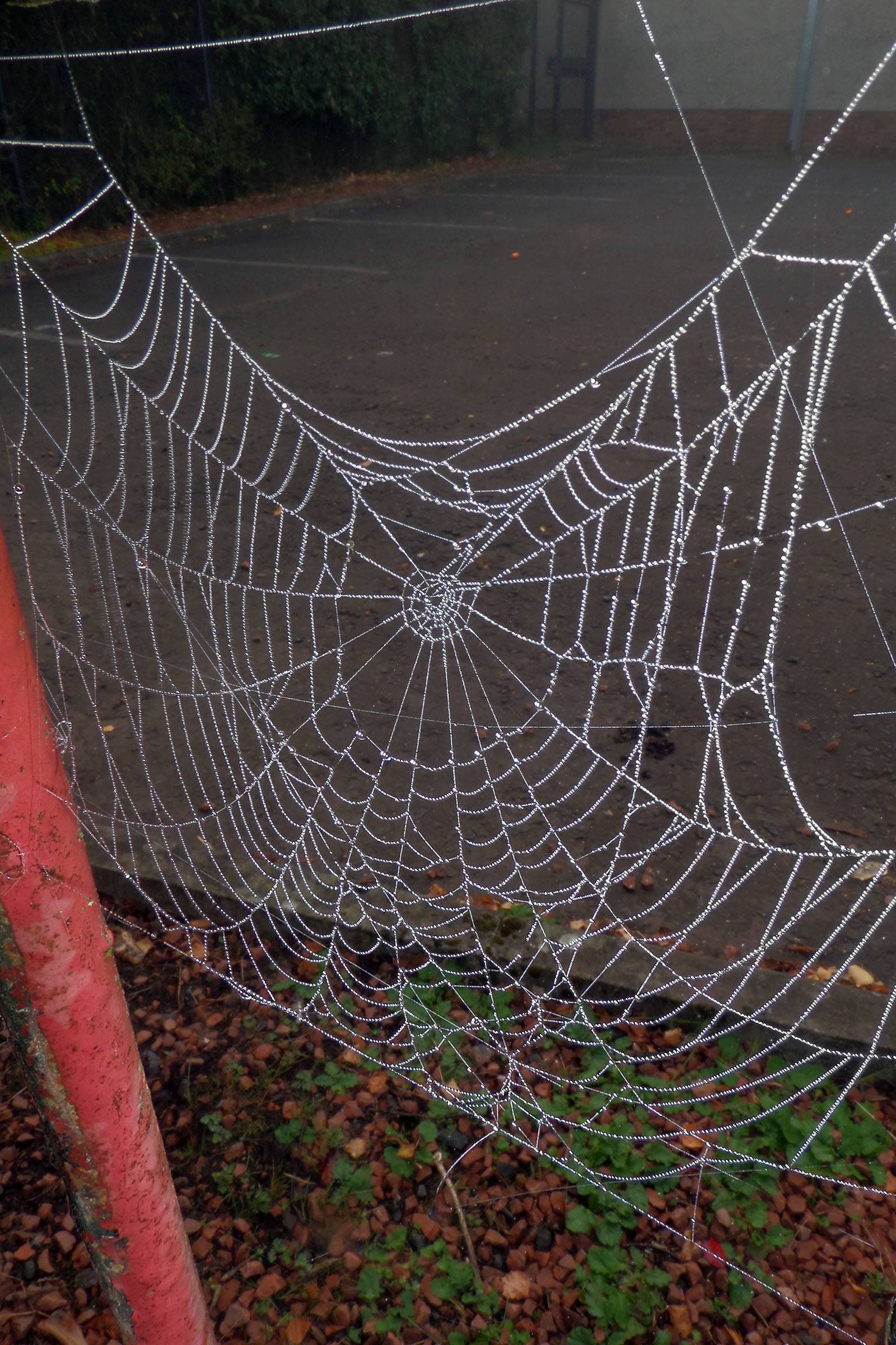 Dew drops on spider's web photo