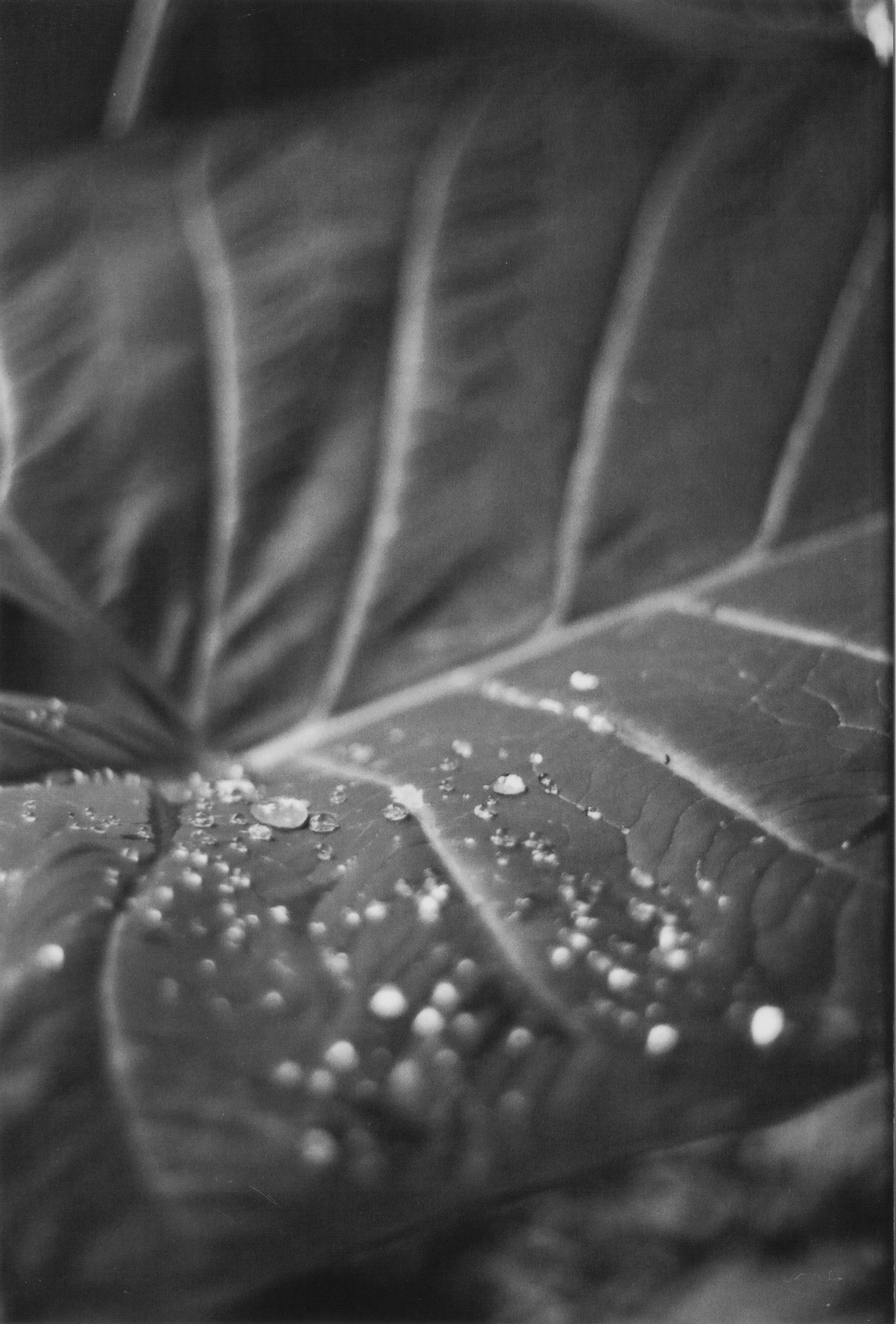 Dew Drops, Dew, Drop, Droplet, Leaf, HQ Photo