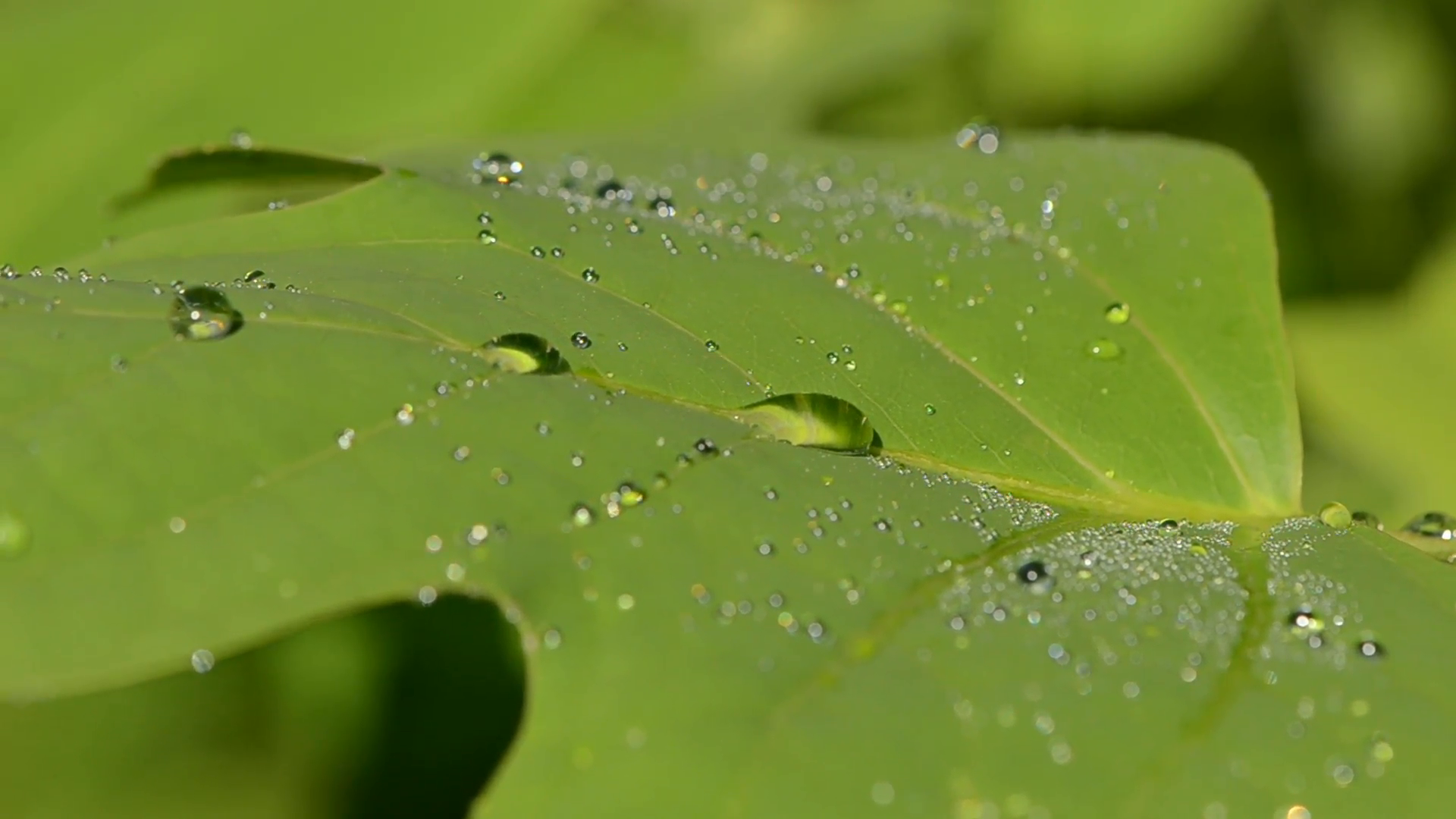 Sun reflections on tulip tree leaves morning dew water drops Stock ...
