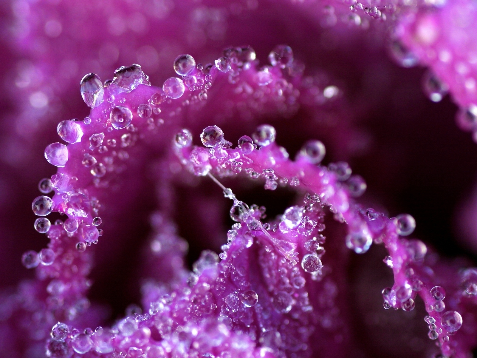 40+ Magnificent Morning Dew Photography - FunPulp