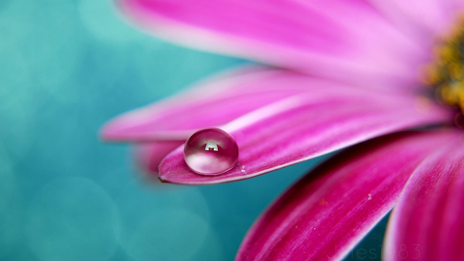 water drop photography | Water Drop on Petal-Flowers Photography ...