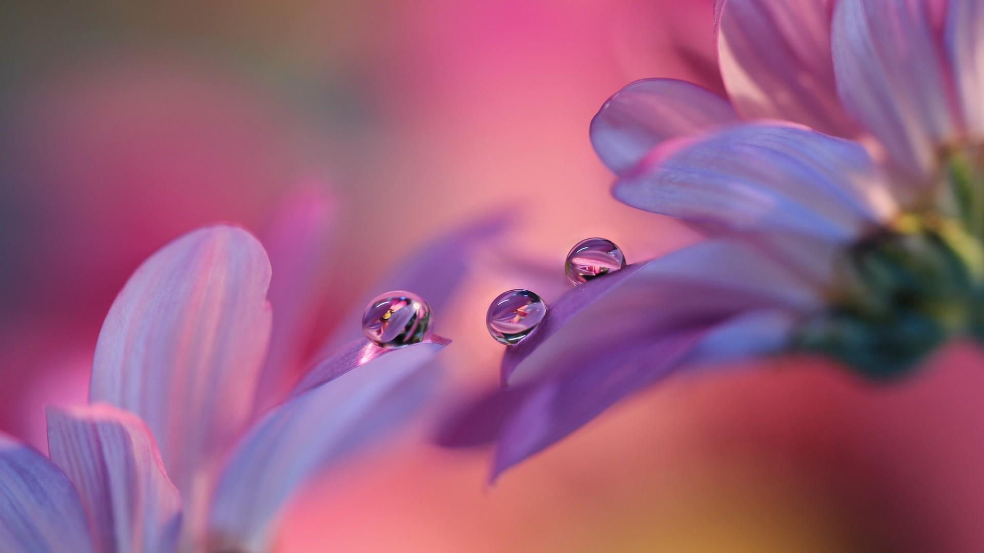 Dew Drops On The Flower - Macro Photography Wallpaper | Wallpaper ...