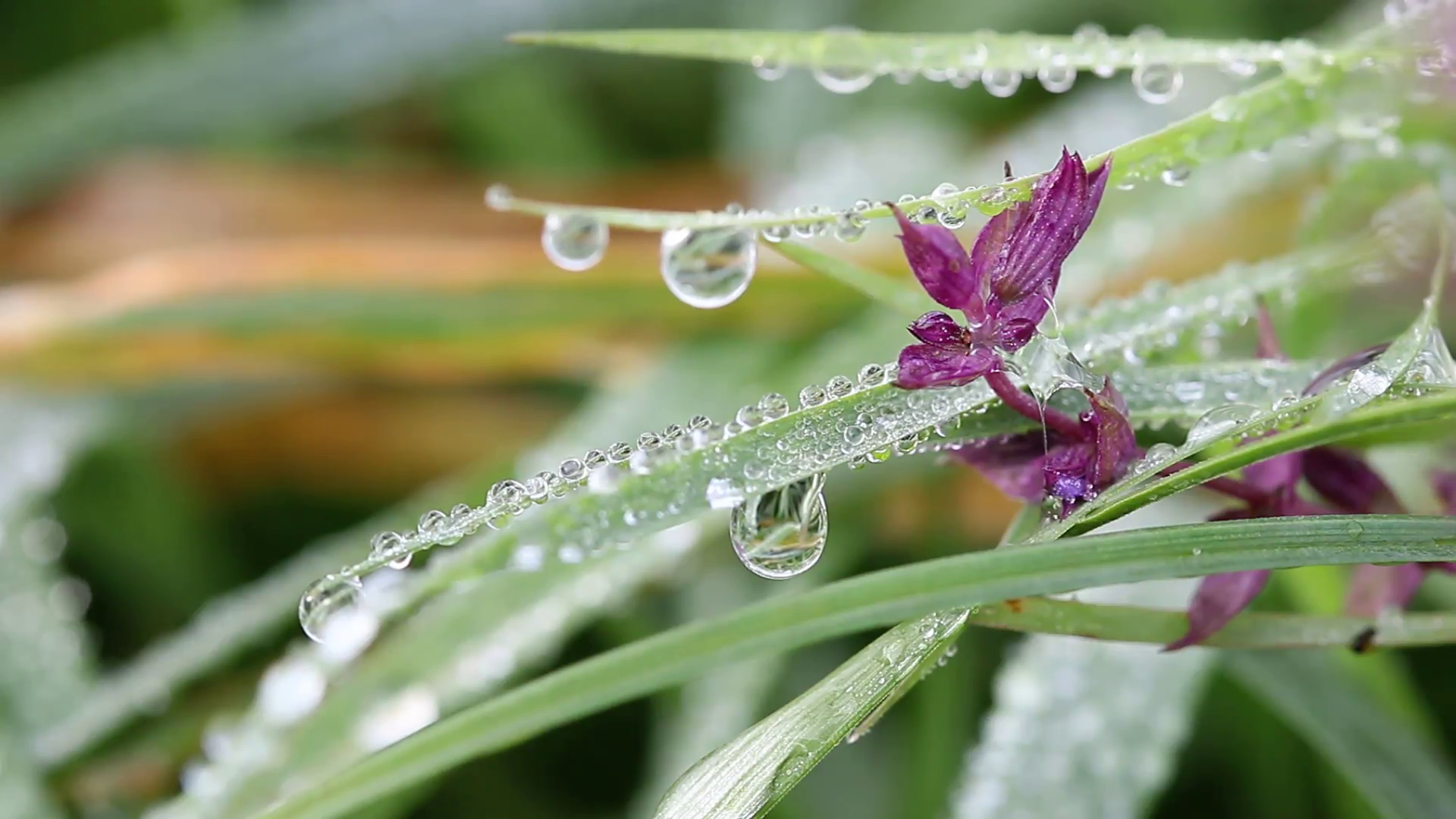 dew drops on flower and grass.mov Stock Video Footage - Videoblocks