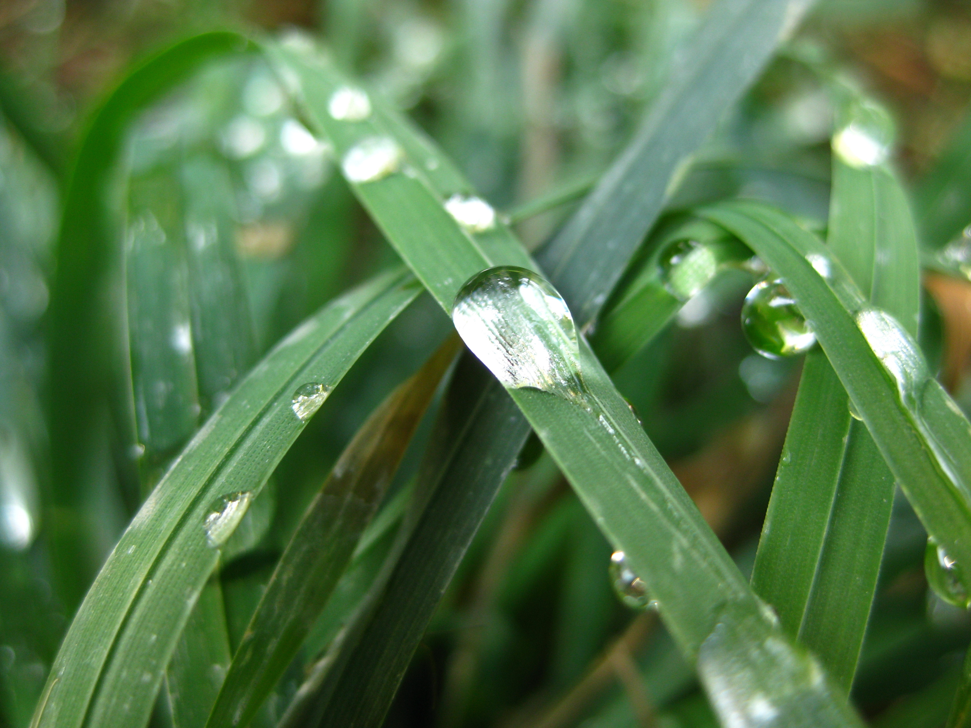 Dew on grass blade, Blade, Dew, Grass, Moisture, HQ Photo