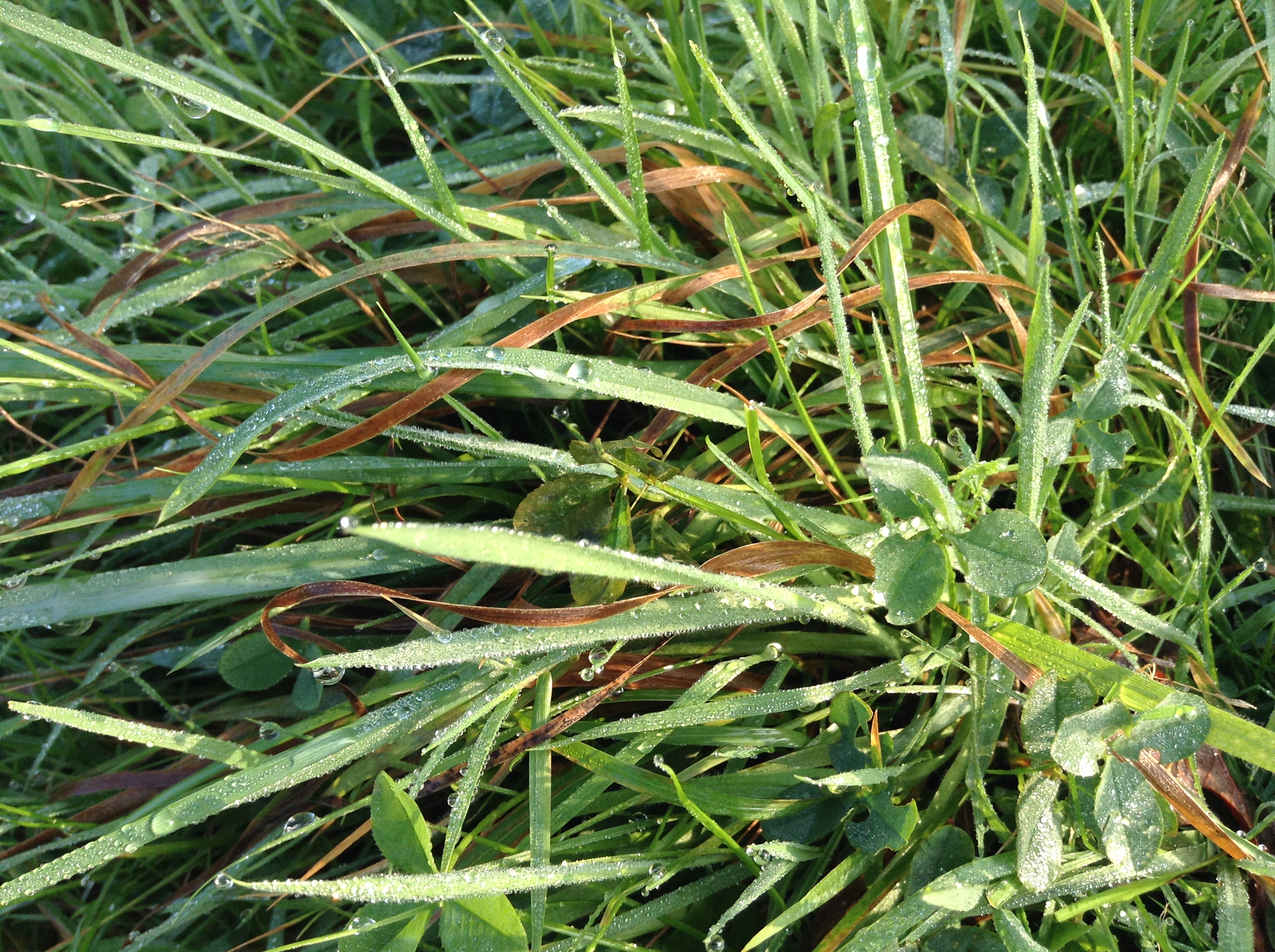 Dew on grass photo