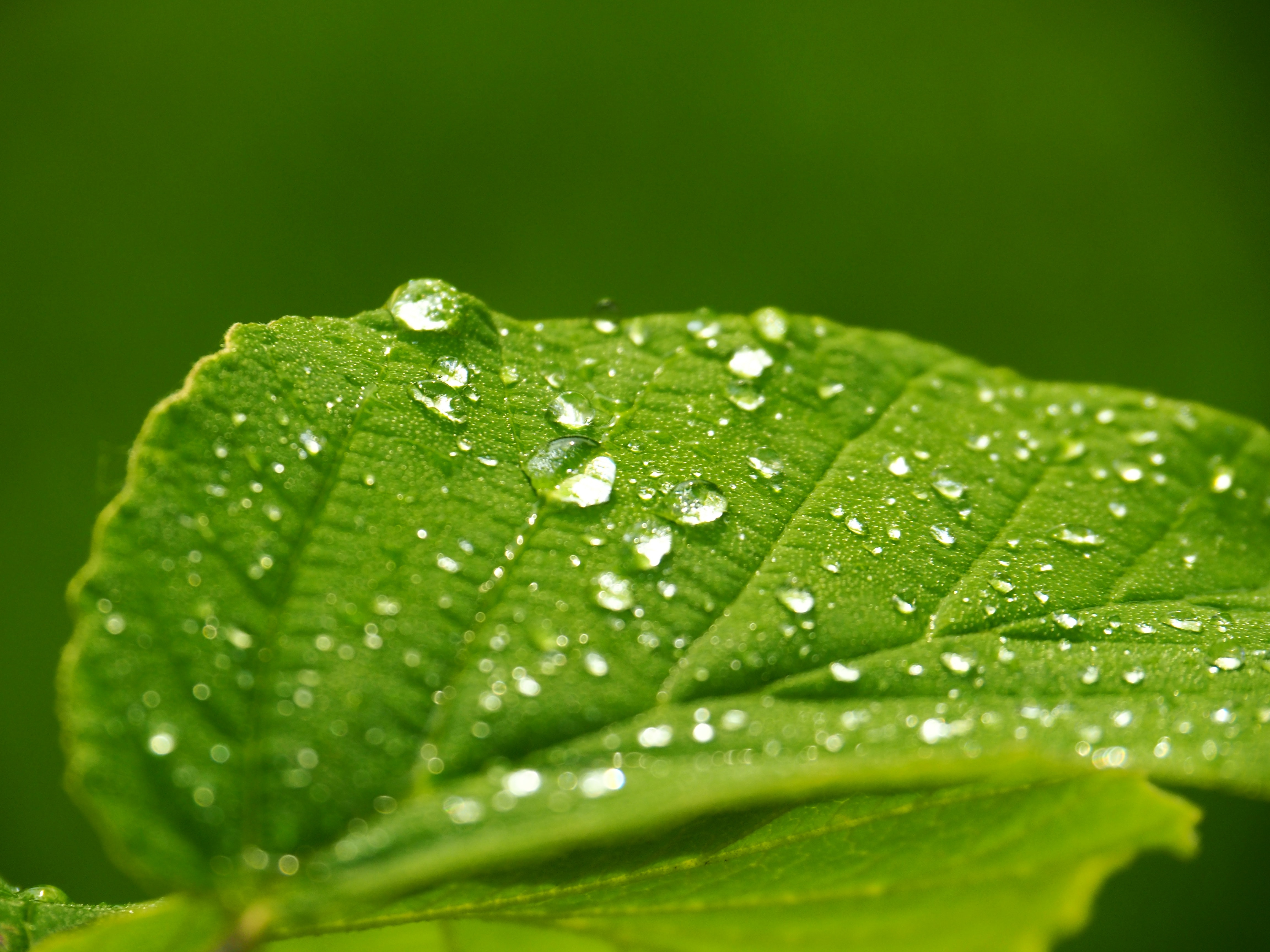 Green Leaf With Water Dew · Free Stock Photo