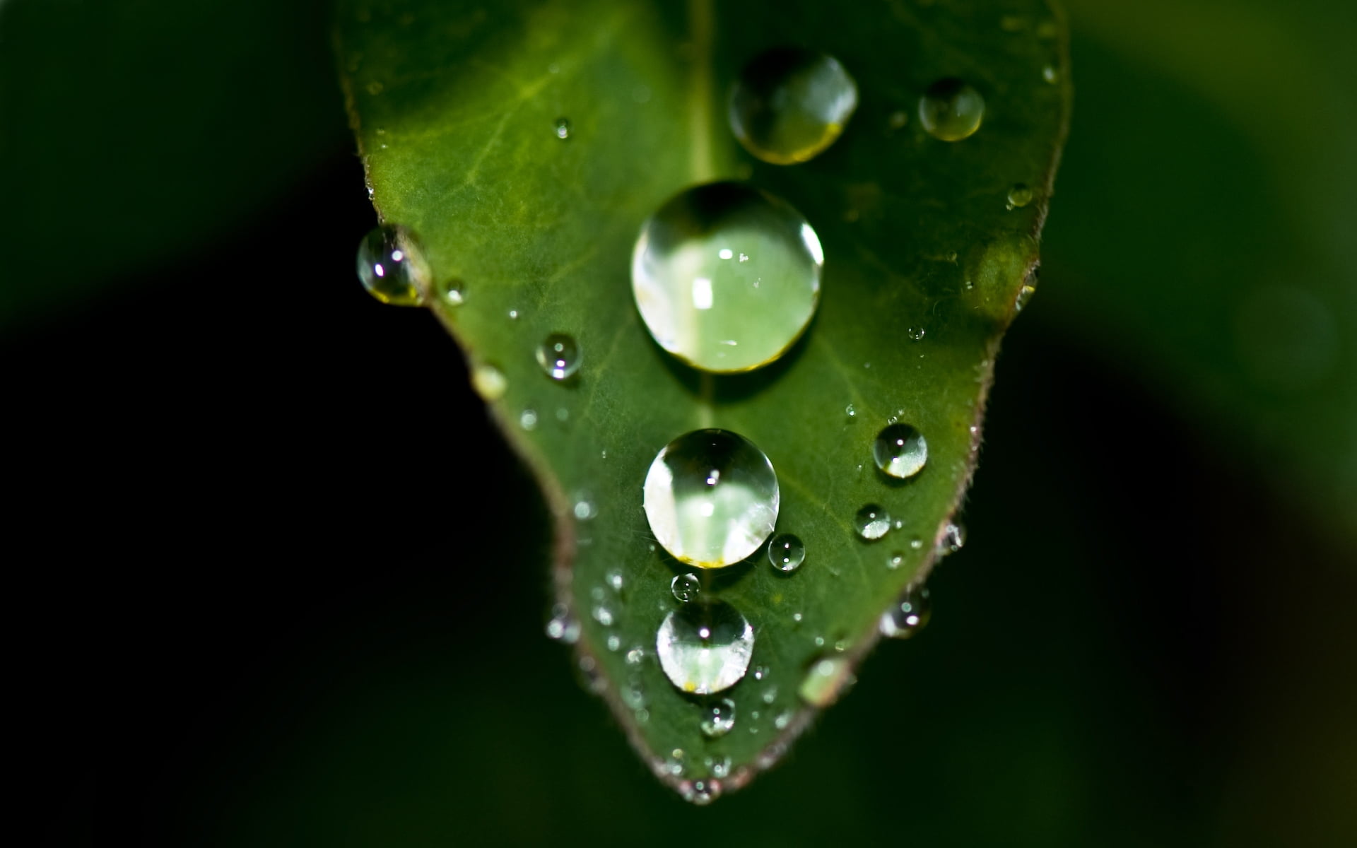 Macrolens photograph of dew water drops on a leaf HD wallpaper ...