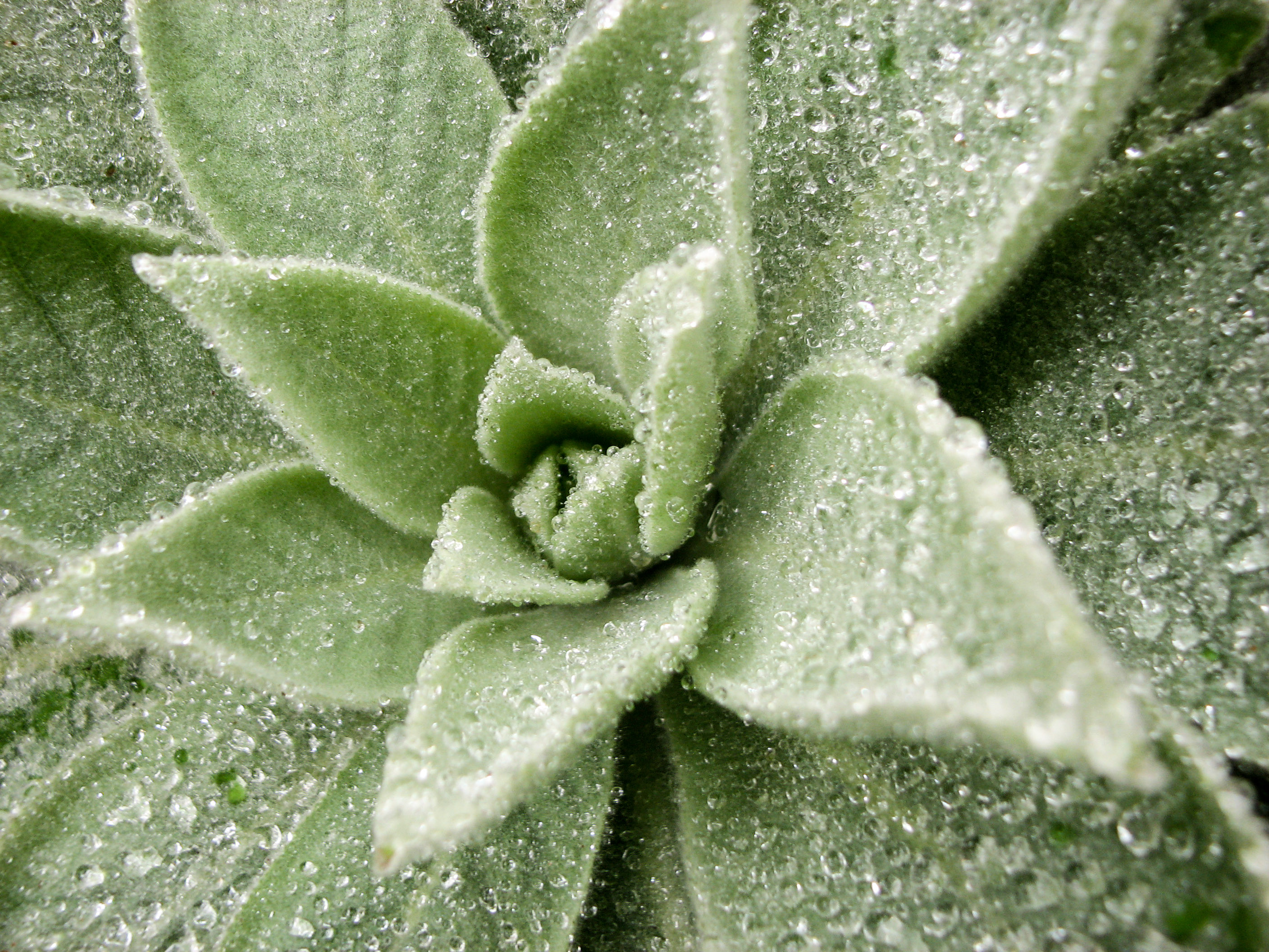 Dew on lovely plant photo