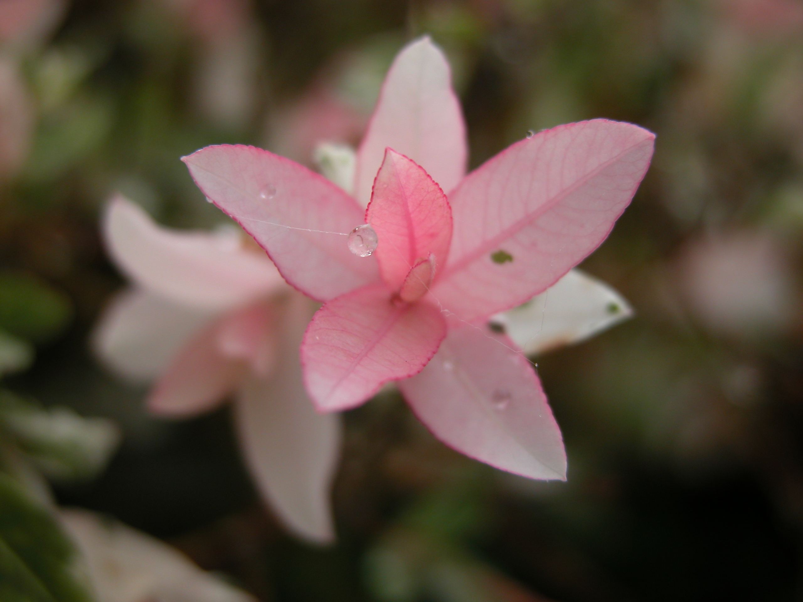 Image*After : images : flower spring pink petal petals love lovely ...