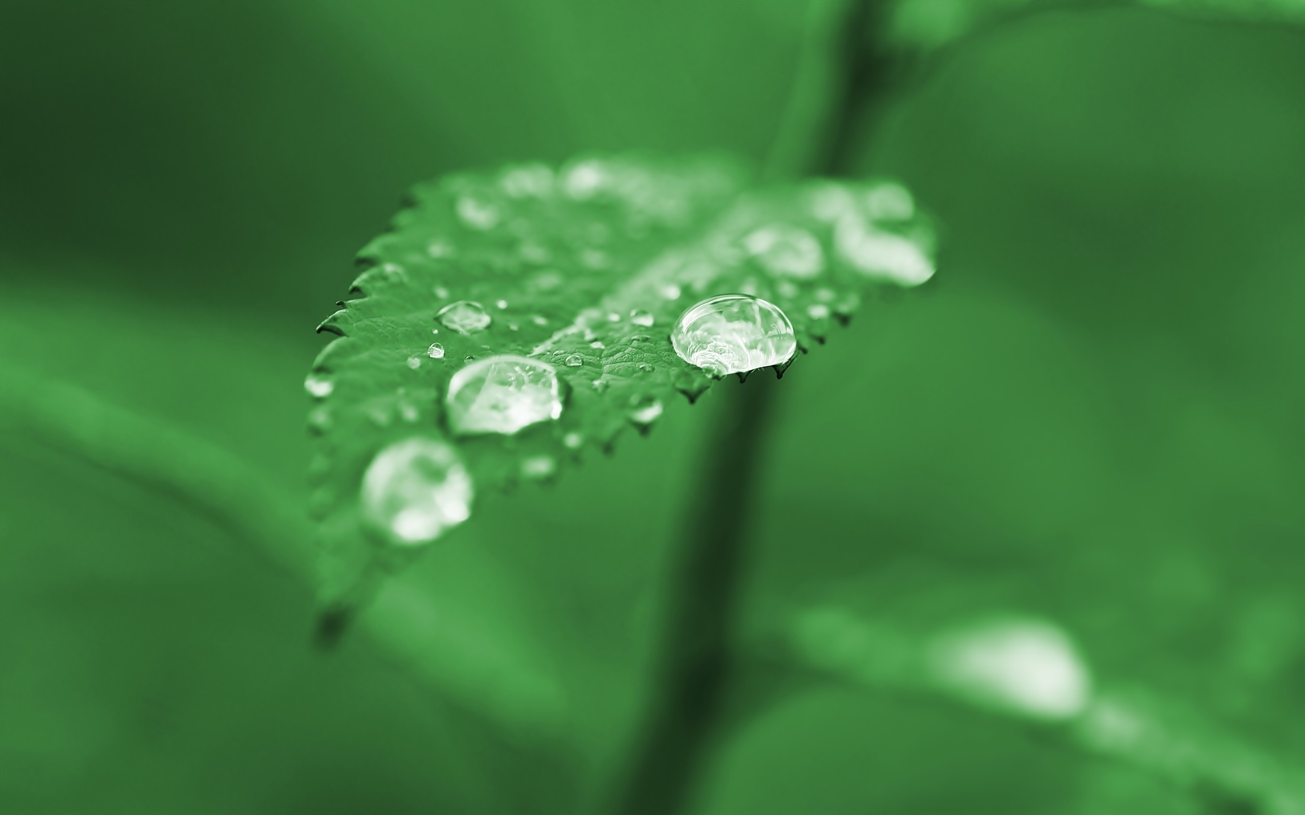 Dew Drops on Leaf - Wallpaper #33578