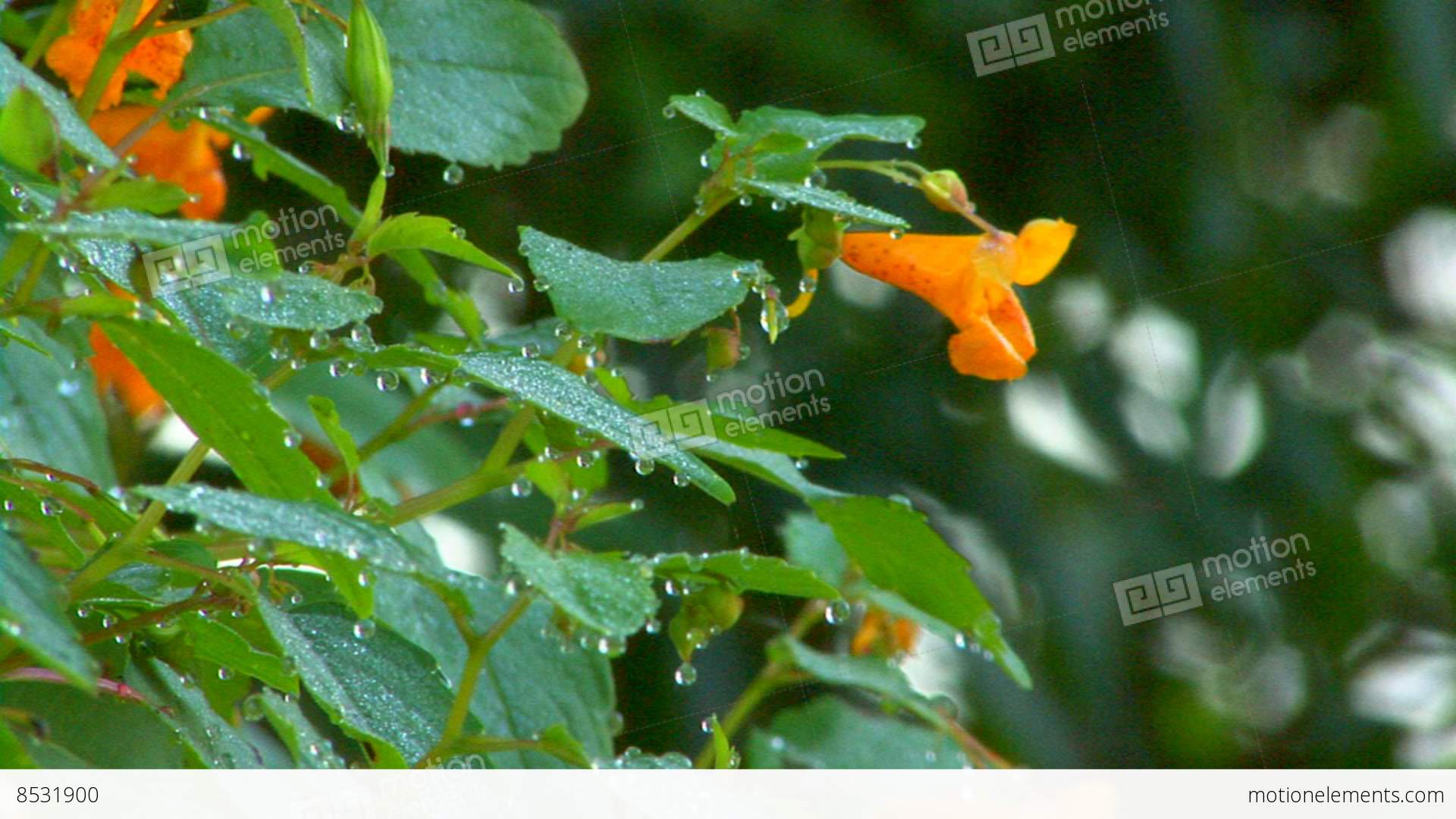 Dew Drops On Orange Flowers; Part 1 Stock video footage | 8531900