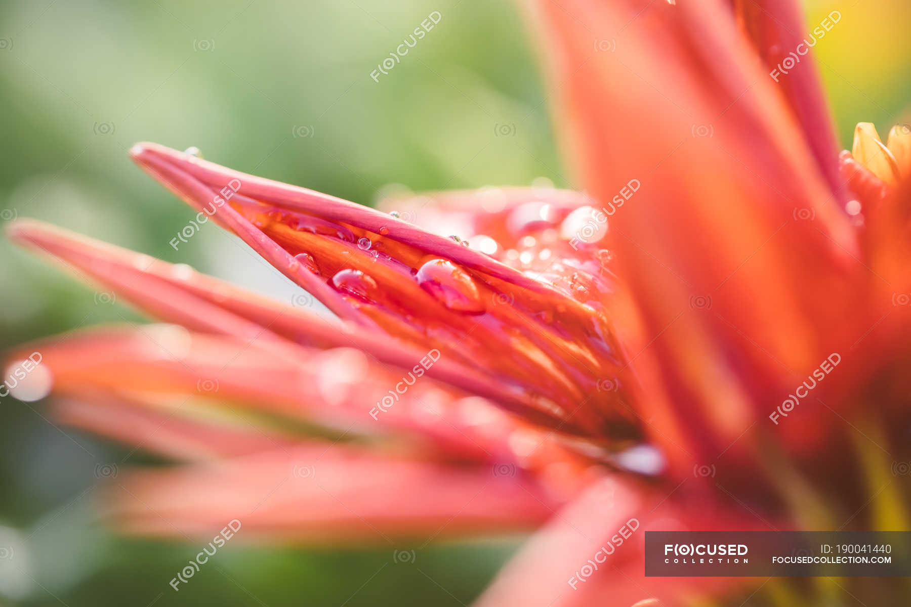 Detail of dew drops on flowers in spring — Stock Photo | #190041440
