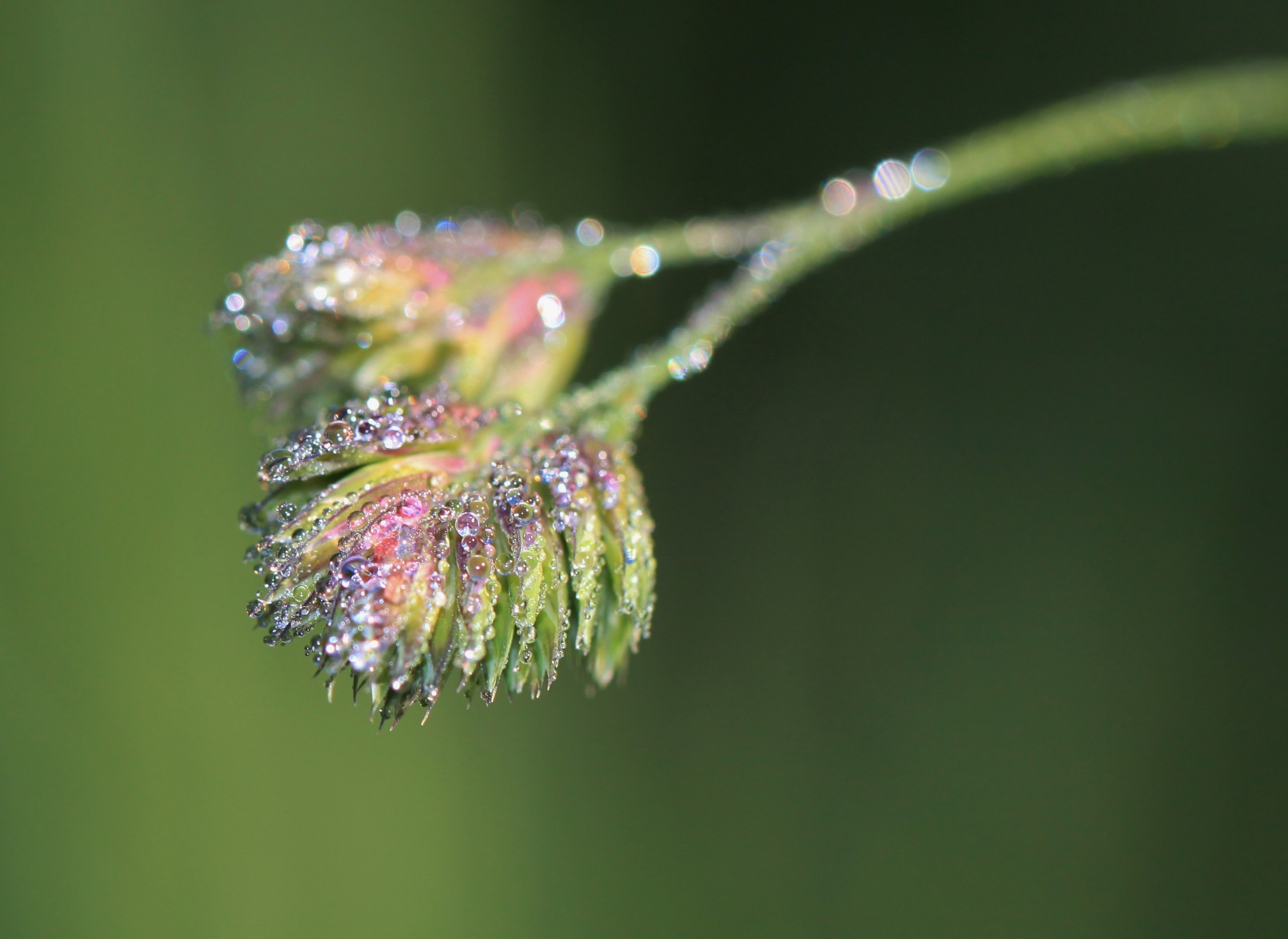 Dewdrops on the plant photo