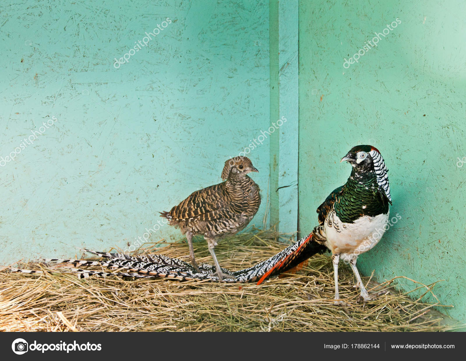 Diamond pheasants (Chrysolophus amherstiae) at the farm — Stock ...