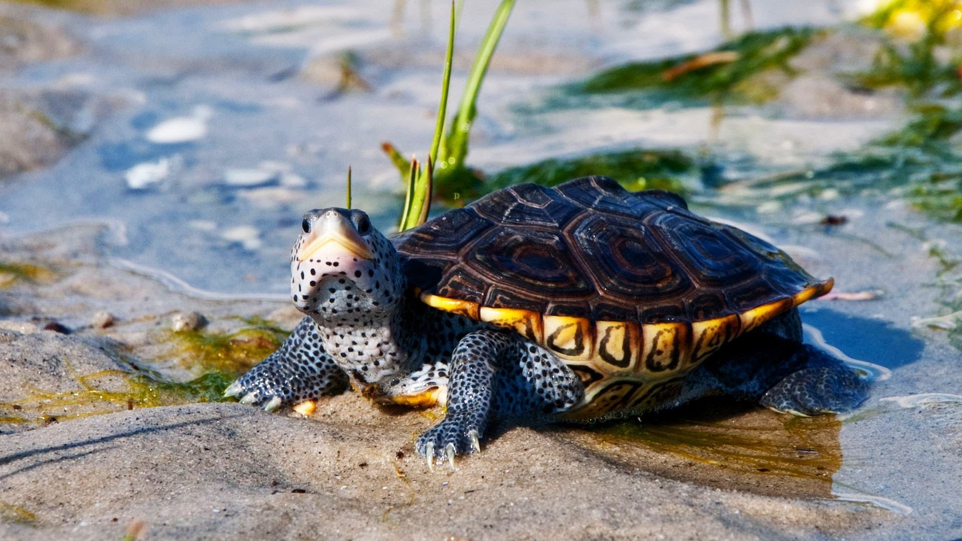 What's a Diamondback Terrapin Turtle? | Pet Turtles - YouTube