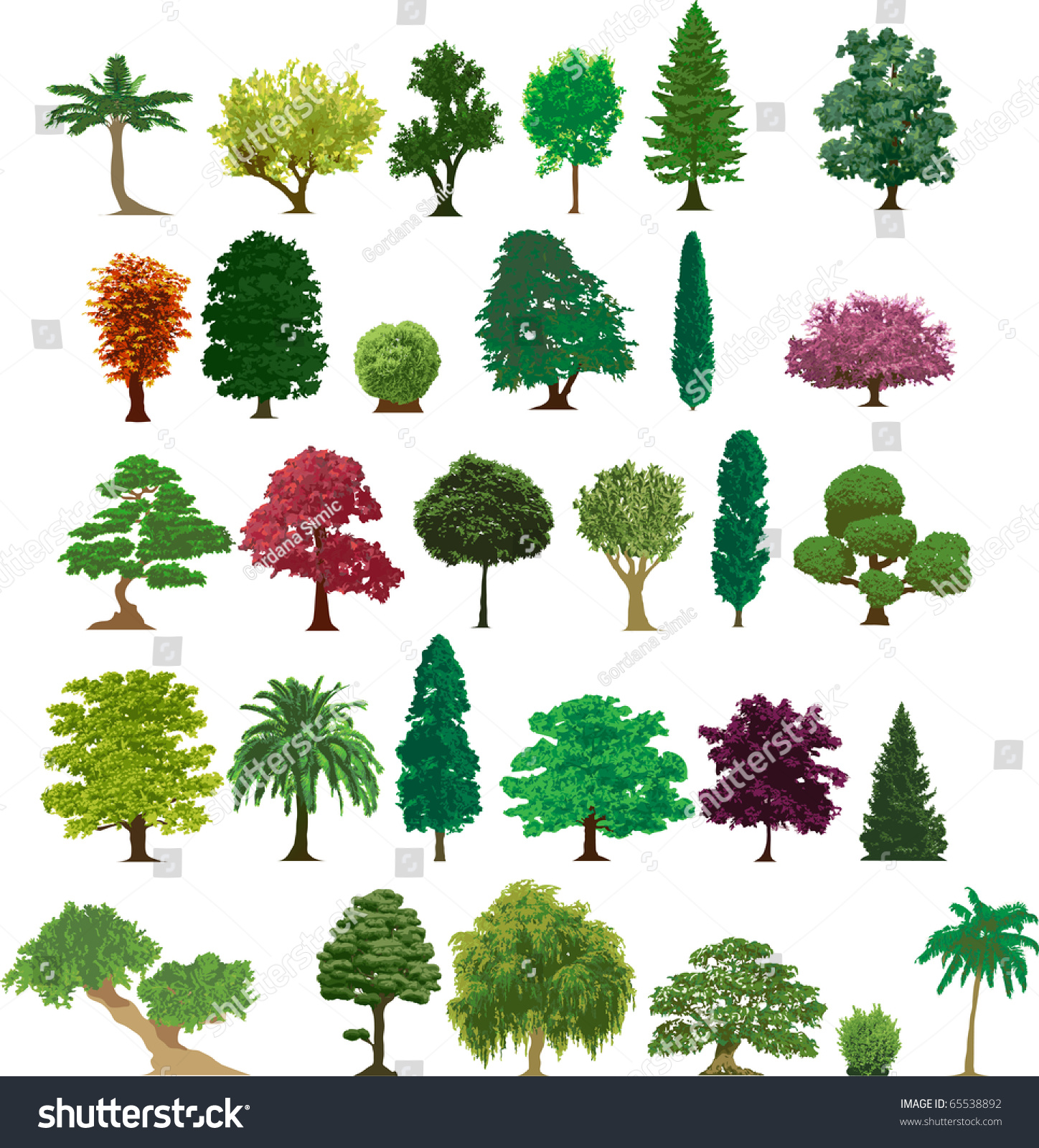 Set Different Trees Stock Vector HD (Royalty Free) 65538892 ...