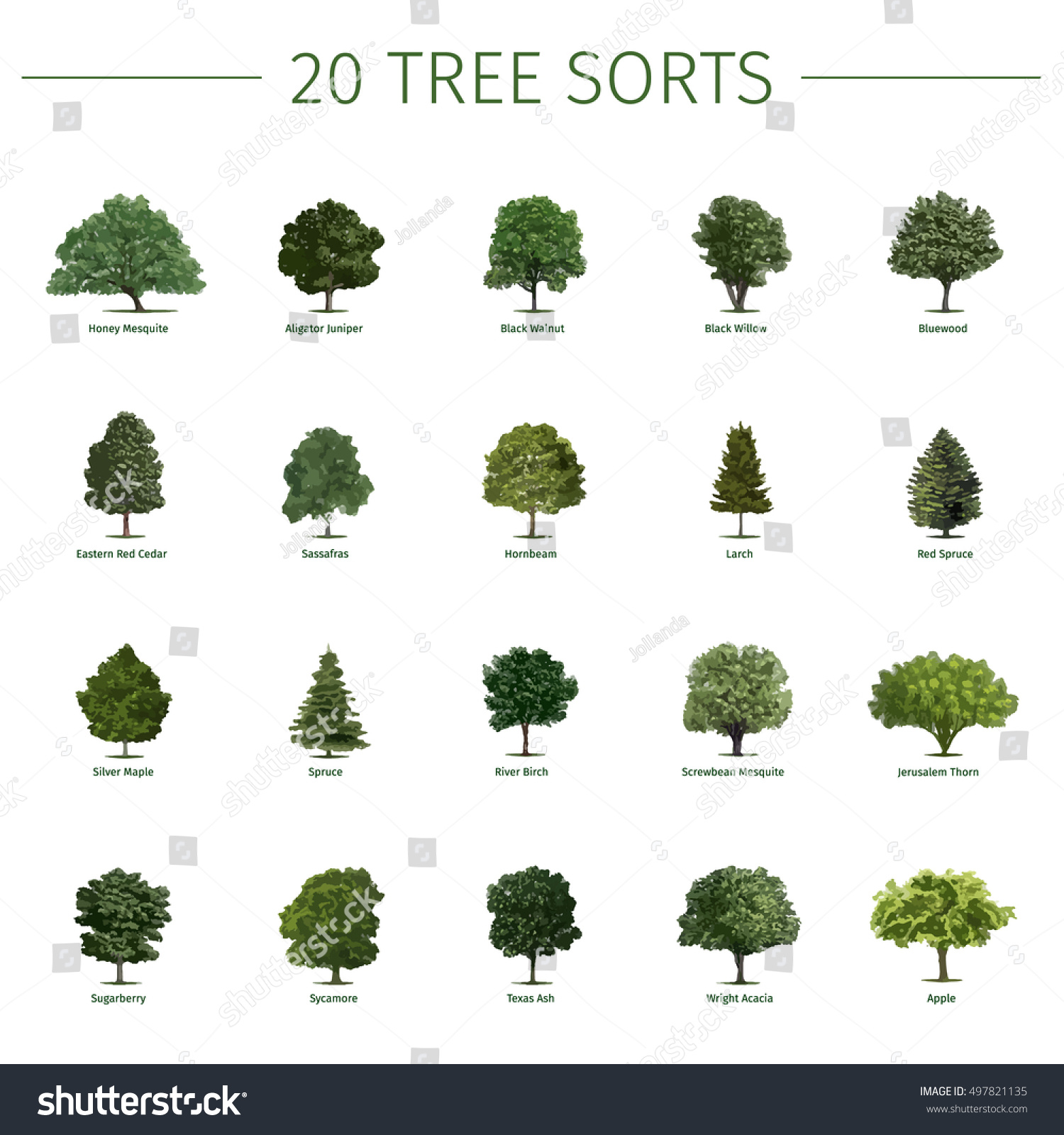 Twenty Different Tree Sorts Names Vector Stock Vector 497821135 ...