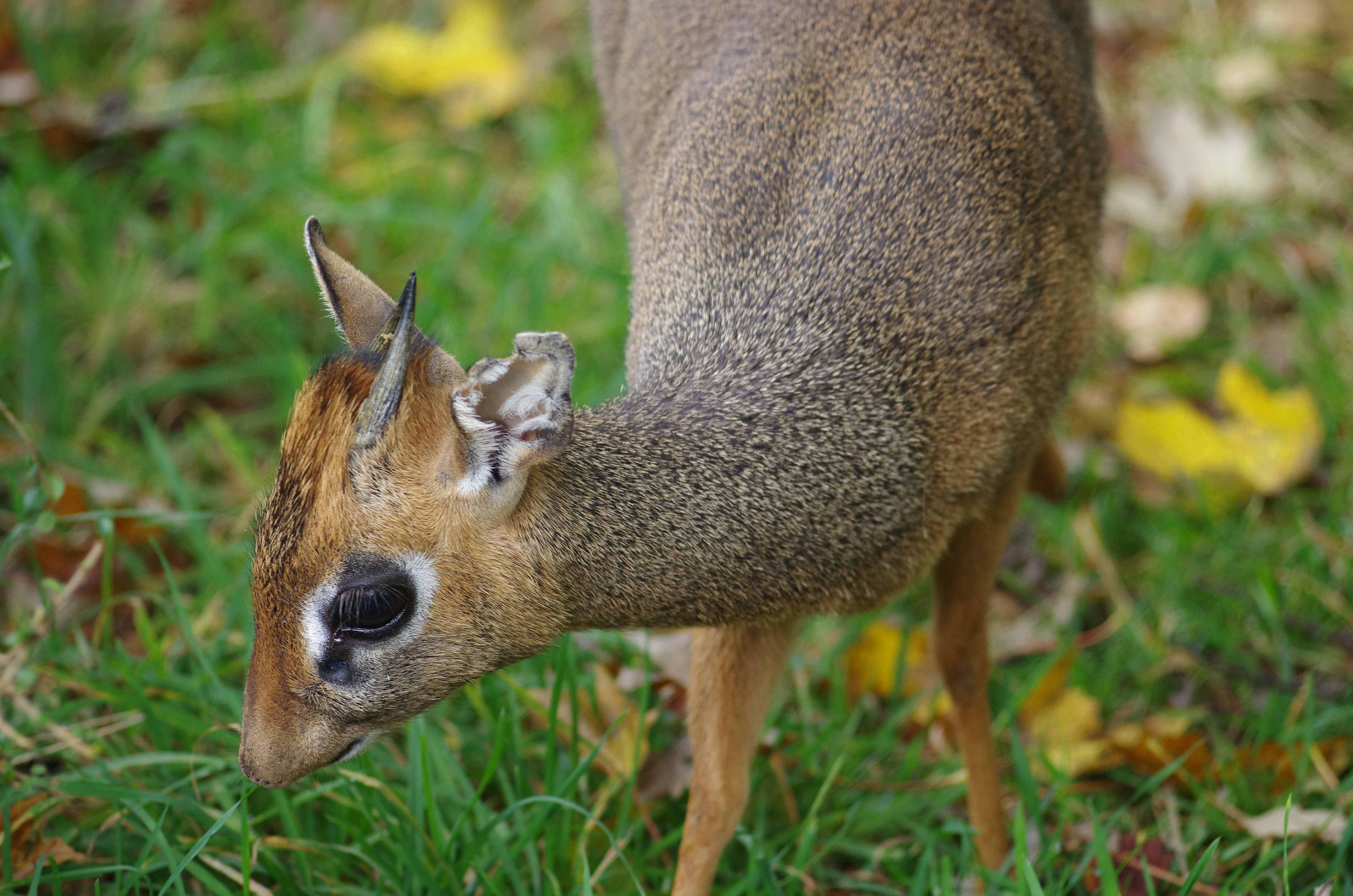 Dik-Dik Facts, History, Useful Information and Amazing Pictures