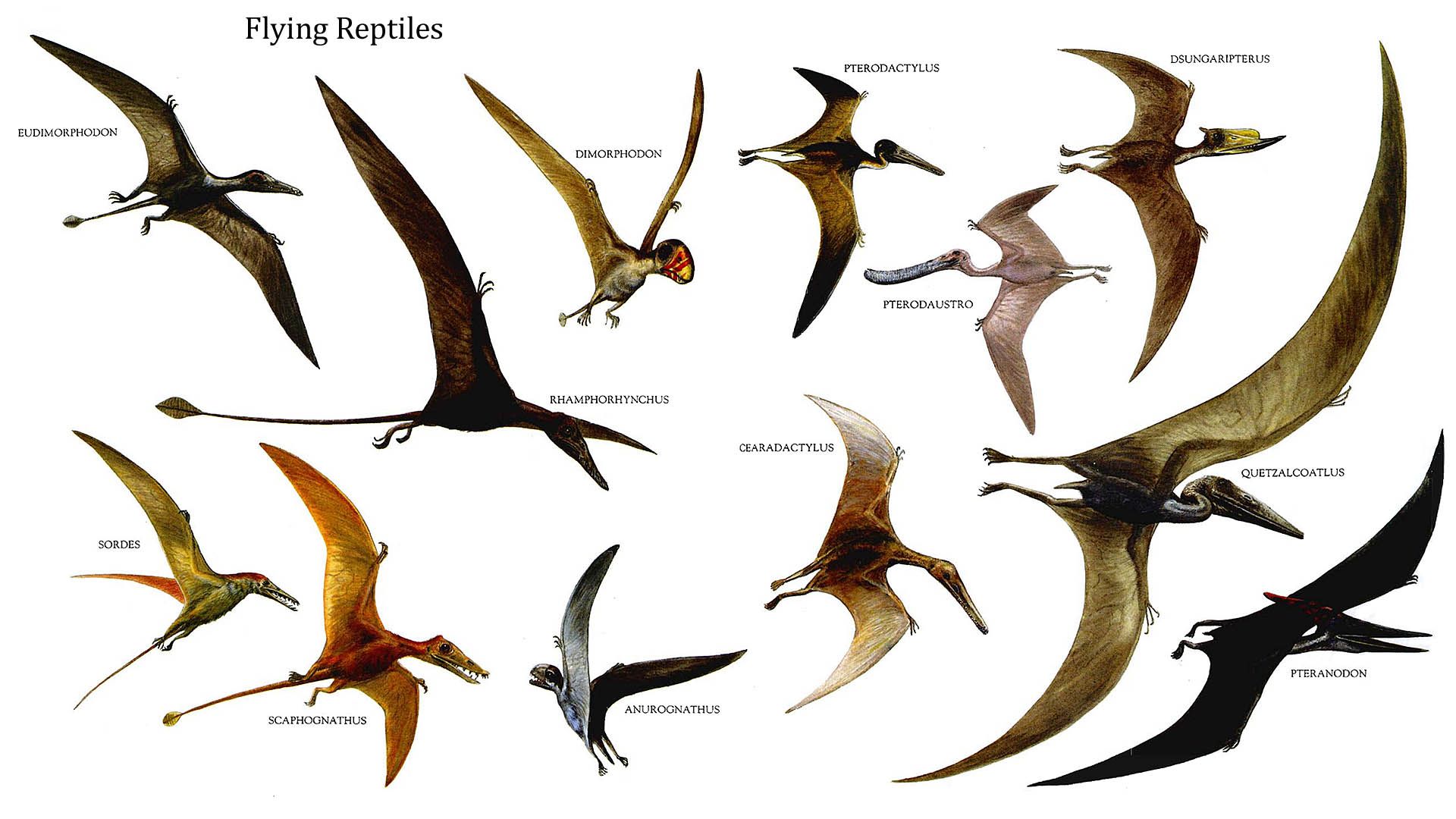 Reptiles bird flying dinosaurs wallpaper background backgrounds ...