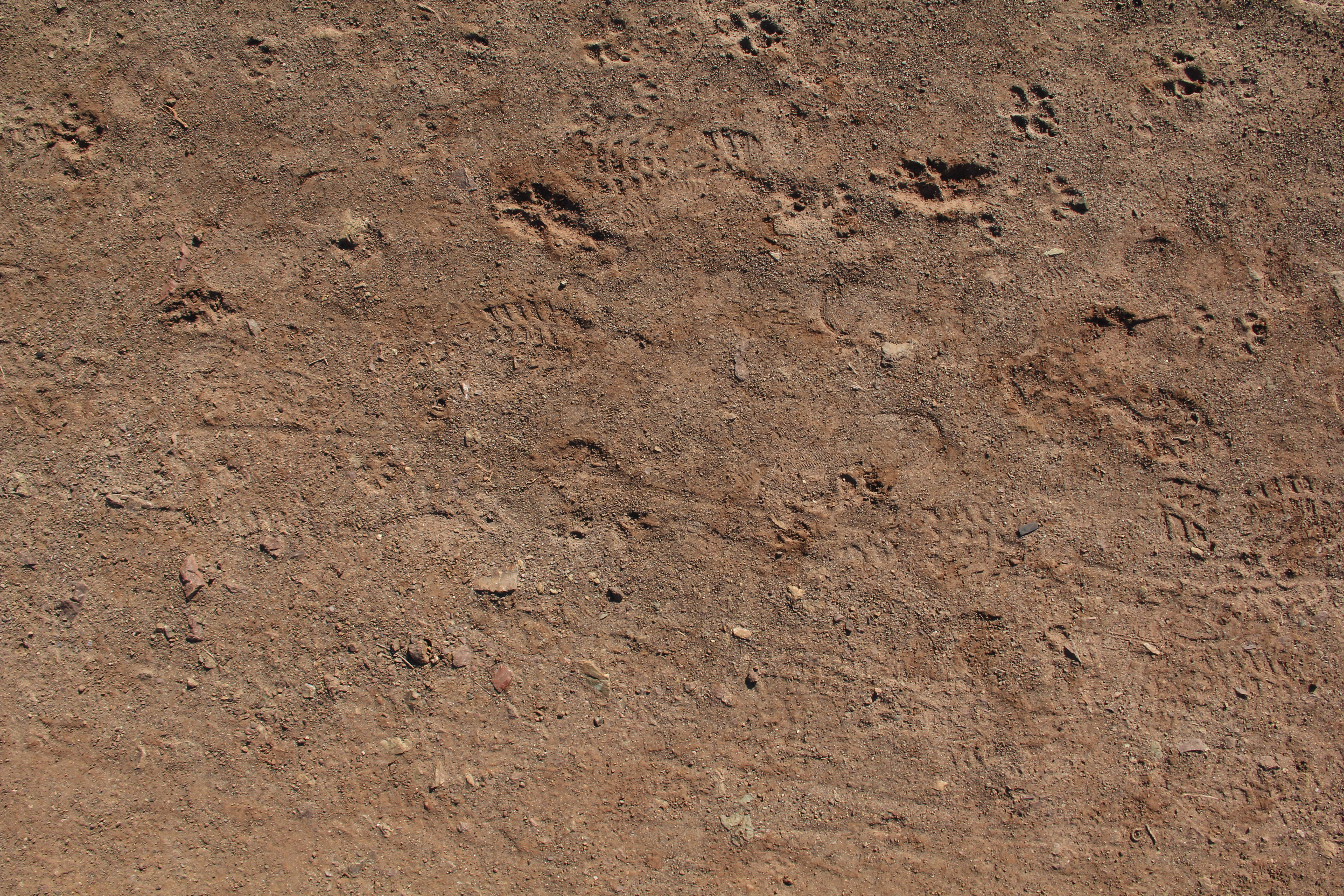 ground texture animal track brown dirt rock path outdoor design ...