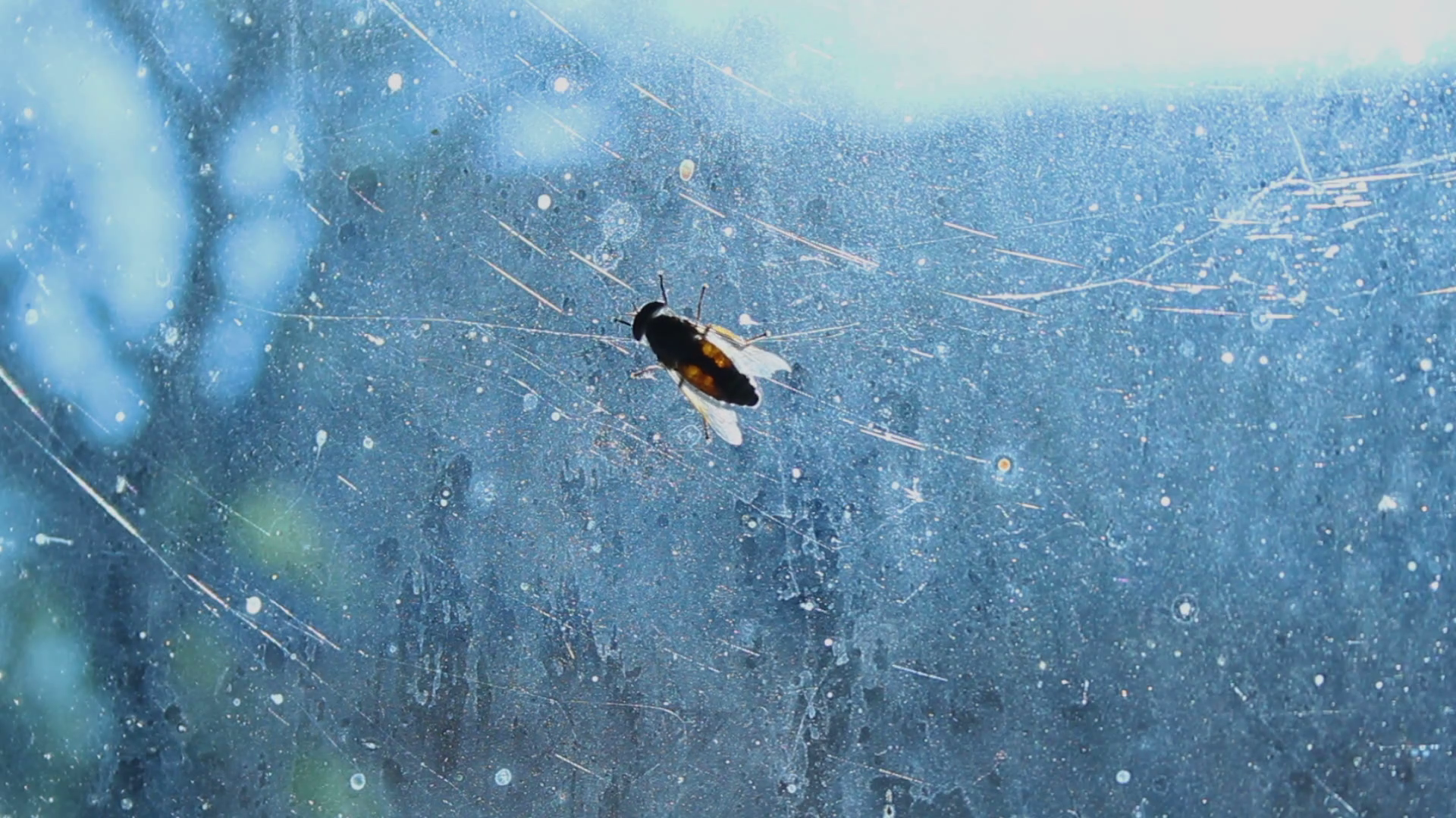 Disgusting gadfly sitting on dirty glass, complete devastation and ...