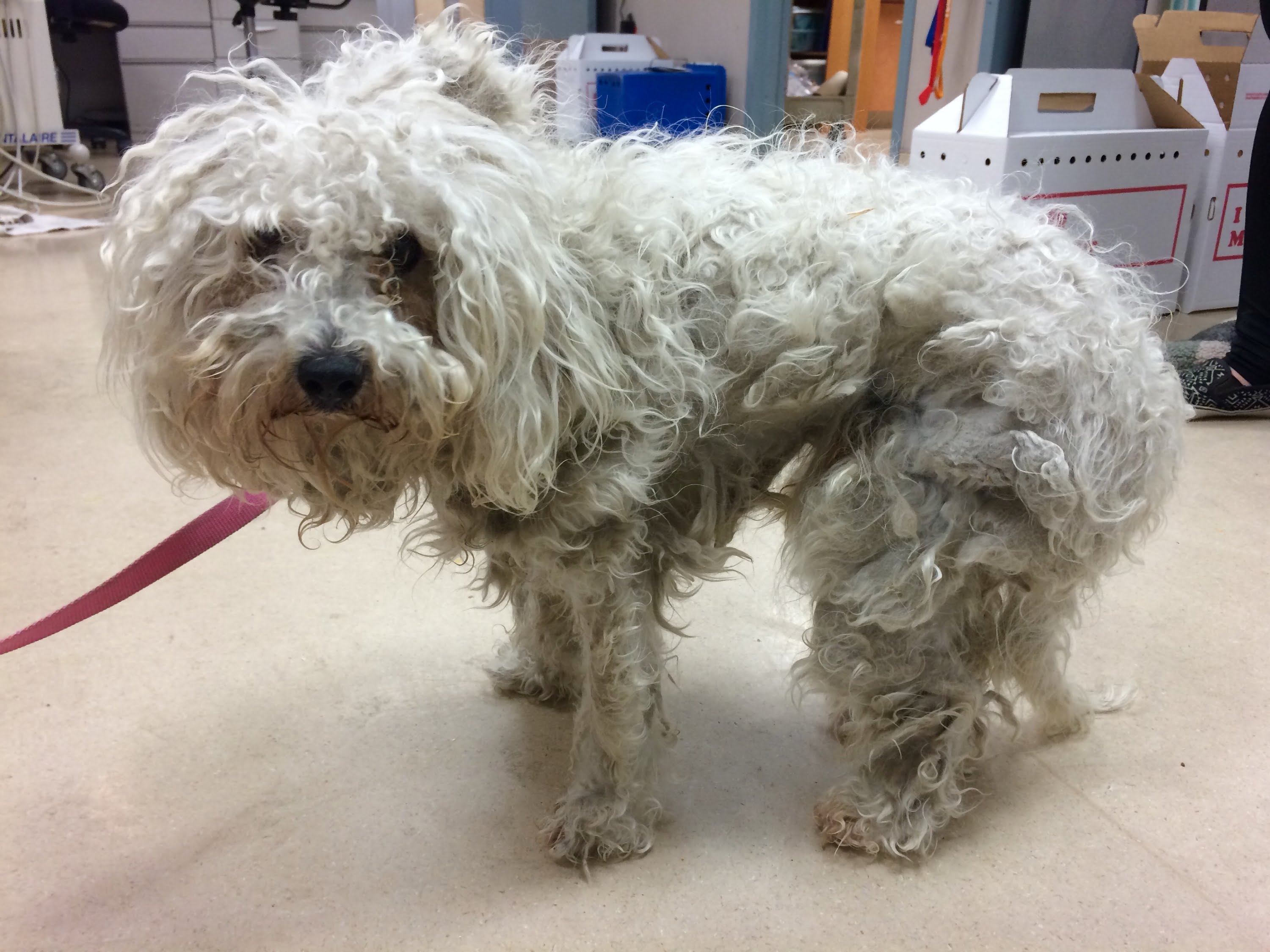 Snowy's Makeover: Matted Poodle Groomed by Shelter Staff - YouTube