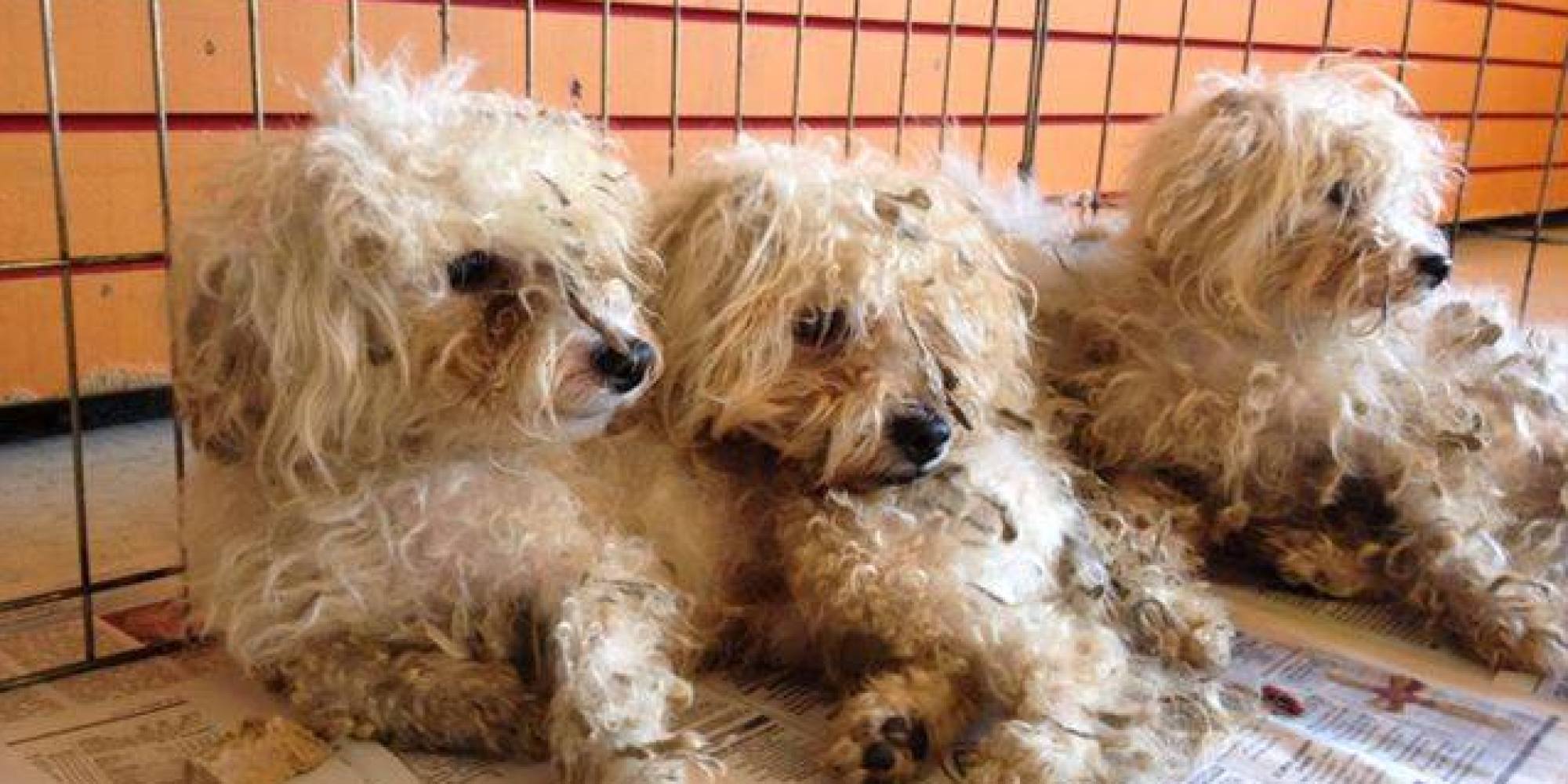 How Anyone Could Mistreat And Dump These Poodles Is Beyond Us | HuffPost