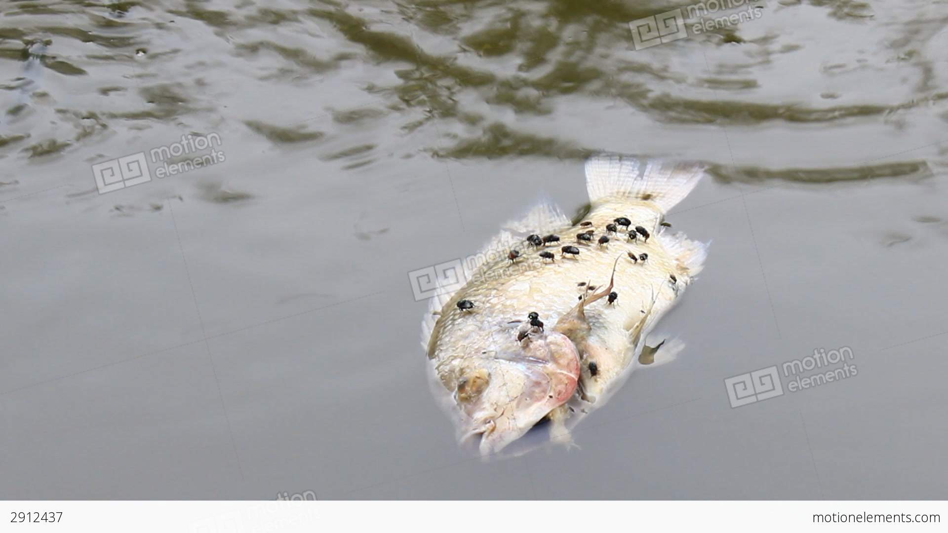 Dead Fish In Dirty Water Stock video footage | 2912437