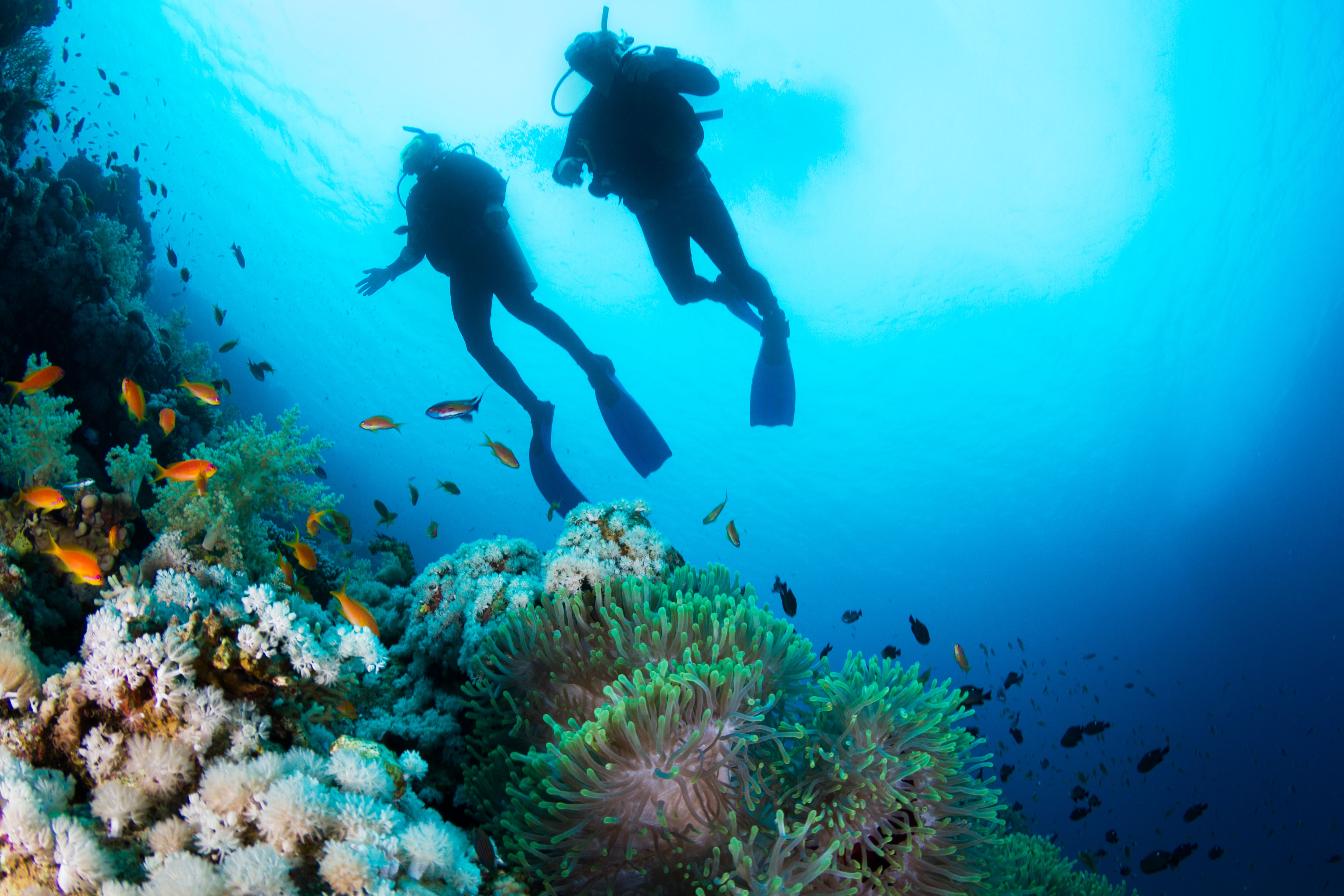 Breathtaking Experiences you have when Learning to Dive