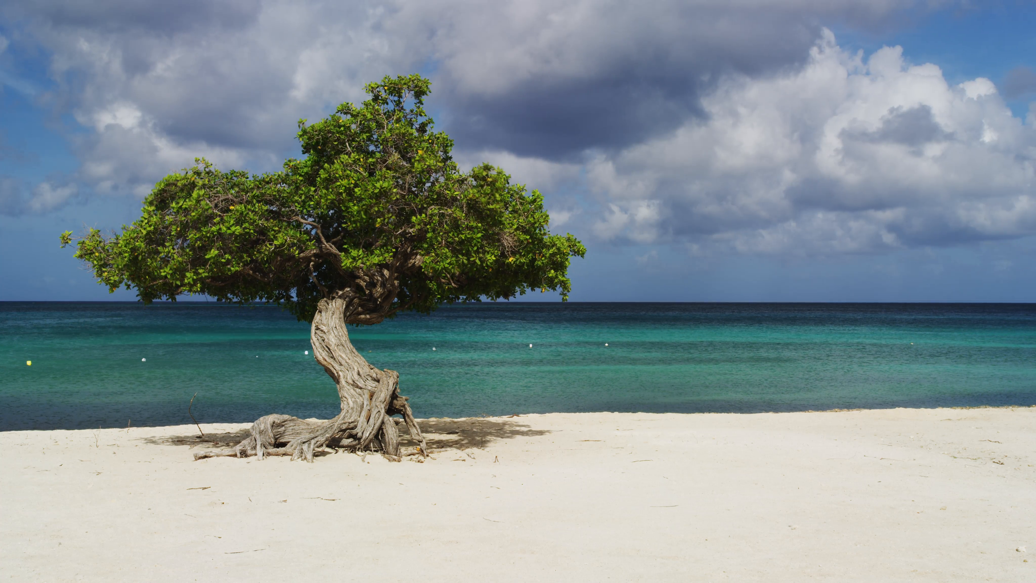 The Divi Divi Tree on Eagle Beach at Sunset, Aruba Stock Video ...