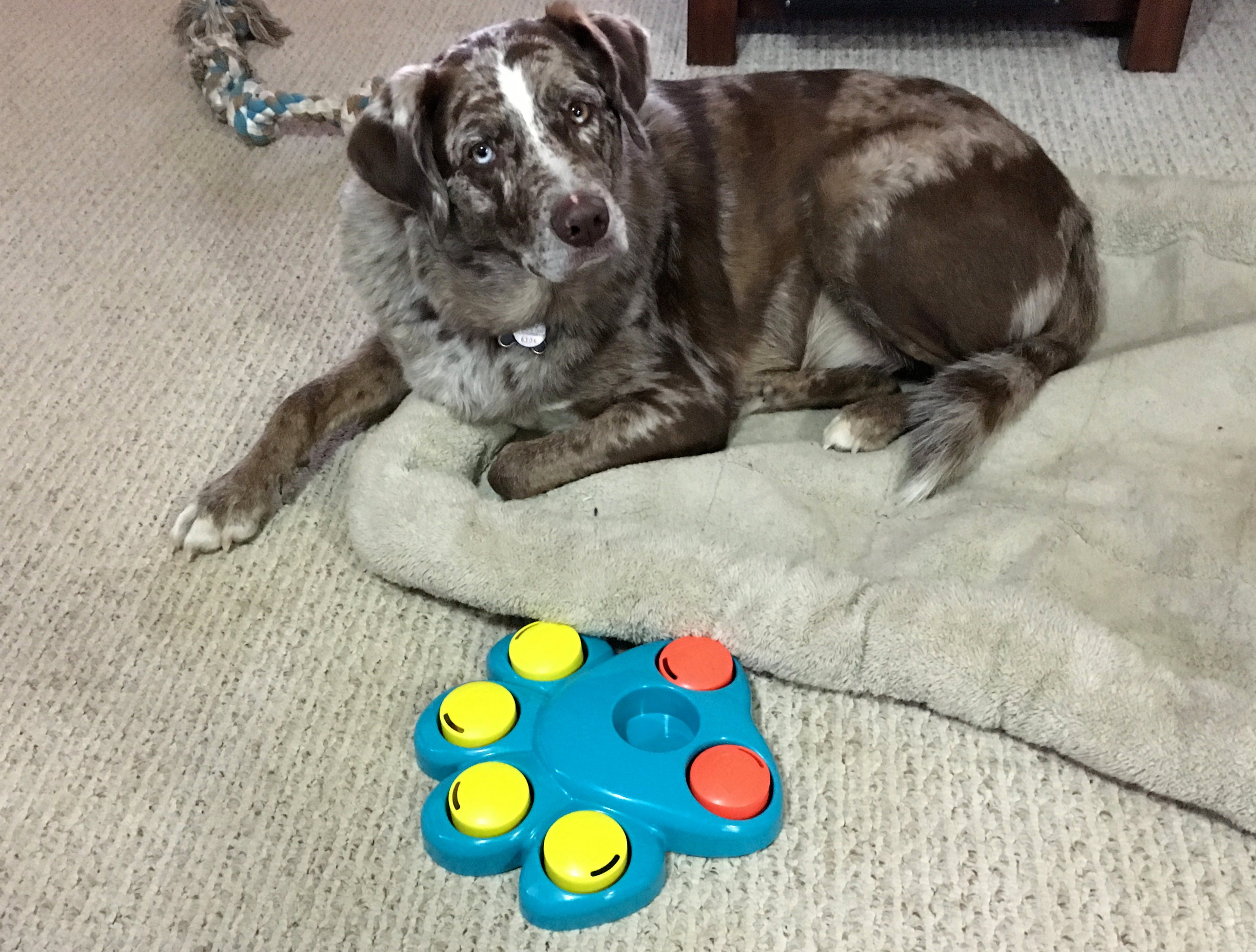 Do I Really Need Brain Games?, Animal, Ball, Dog, Felix, HQ Photo