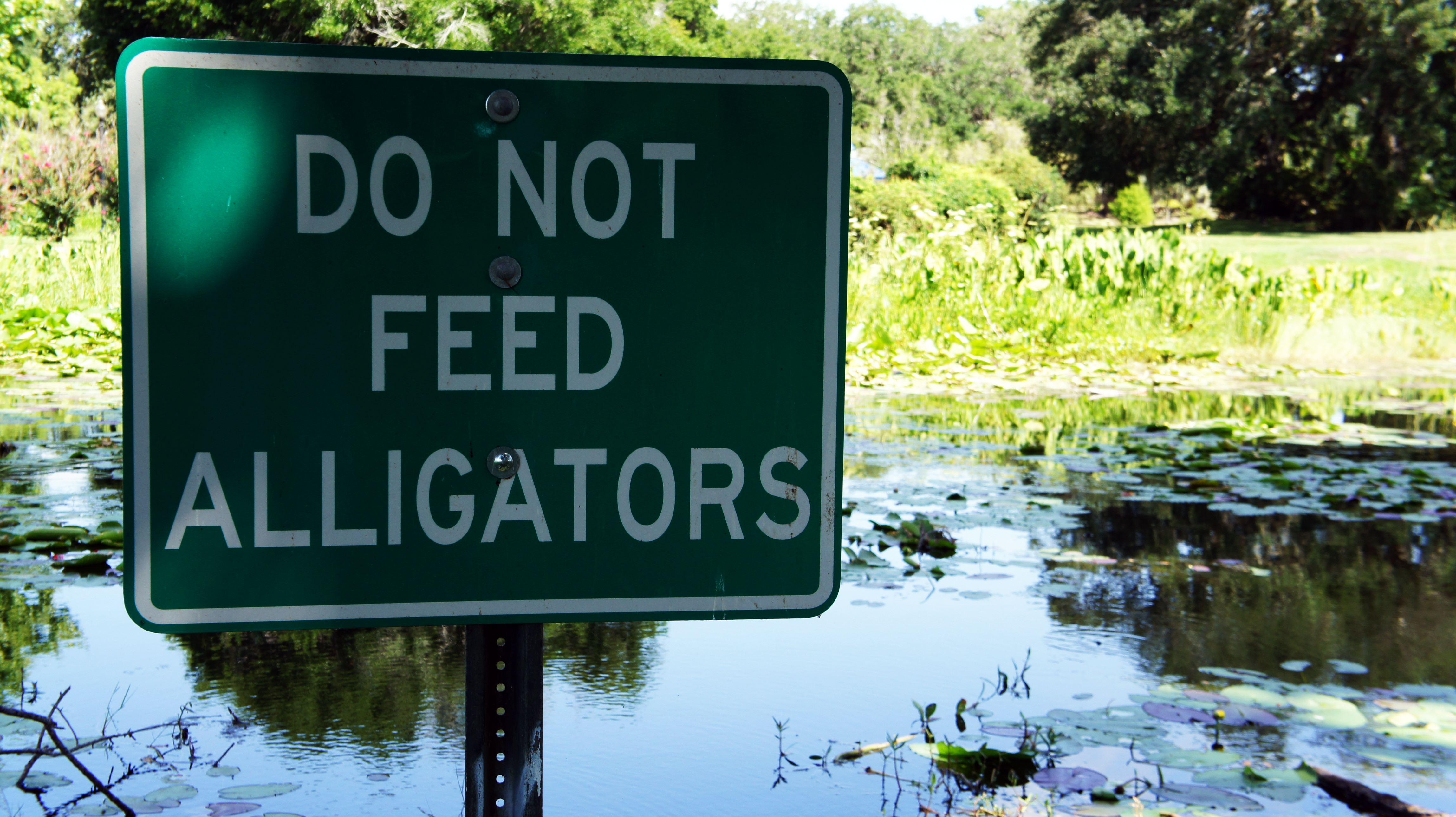 Do not feed alligators